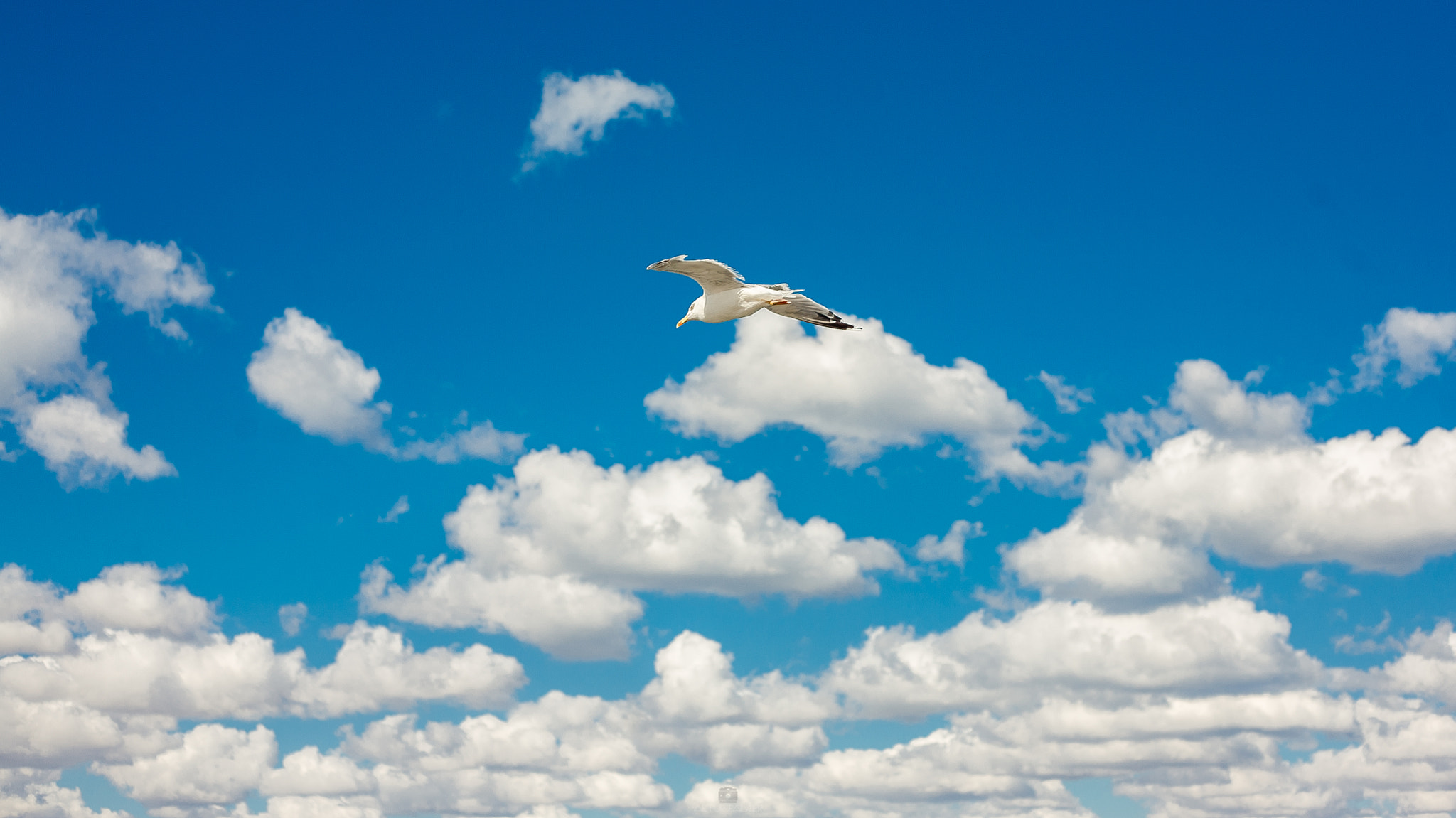 Canon EOS 5D + Canon EF 50mm F1.8 II sample photo. Bird photography