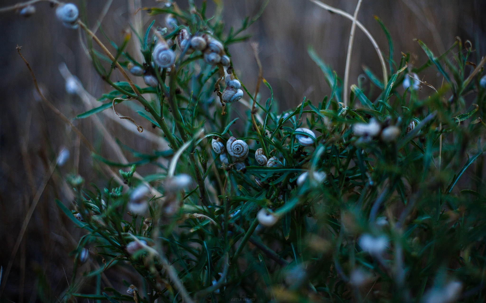 Canon EOS 5D + Canon EF 50mm F1.8 II sample photo. Mini life photography