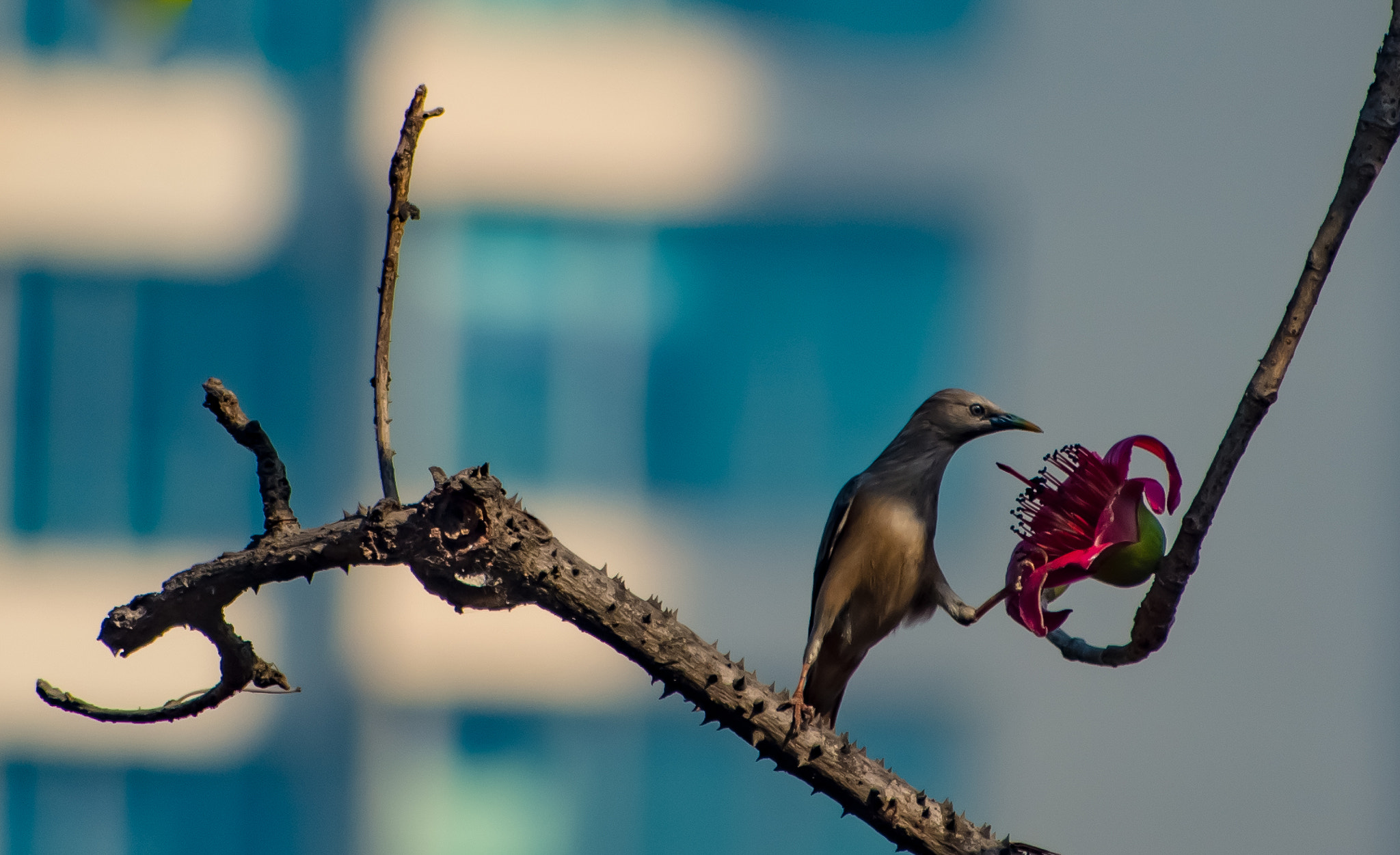 Nikon D7200 + Sigma 70-300mm F4-5.6 DG OS sample photo. Food photography