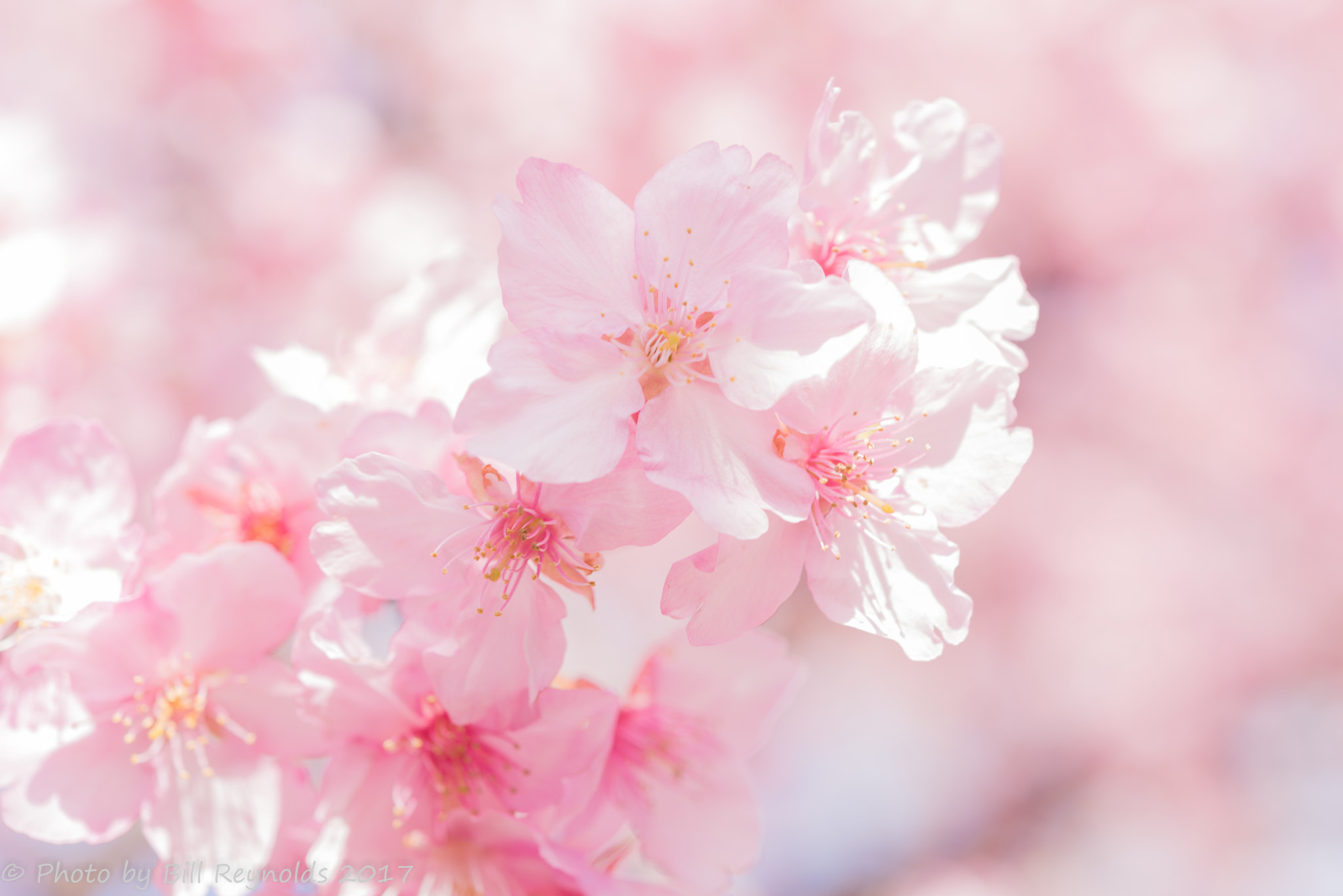 Nikon AF-S Micro-Nikkor 60mm F2.8G ED sample photo. Pink photography