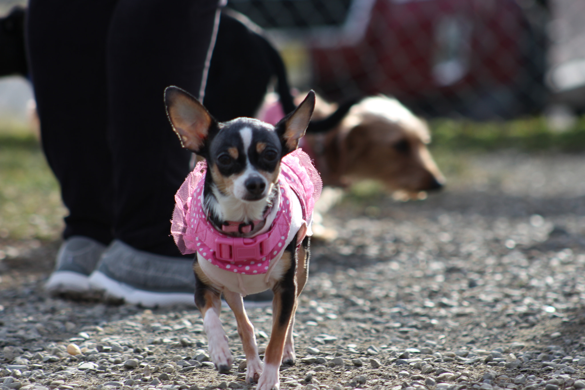 Canon EOS 700D (EOS Rebel T5i / EOS Kiss X7i) + EF75-300mm f/4-5.6 sample photo. Img photography