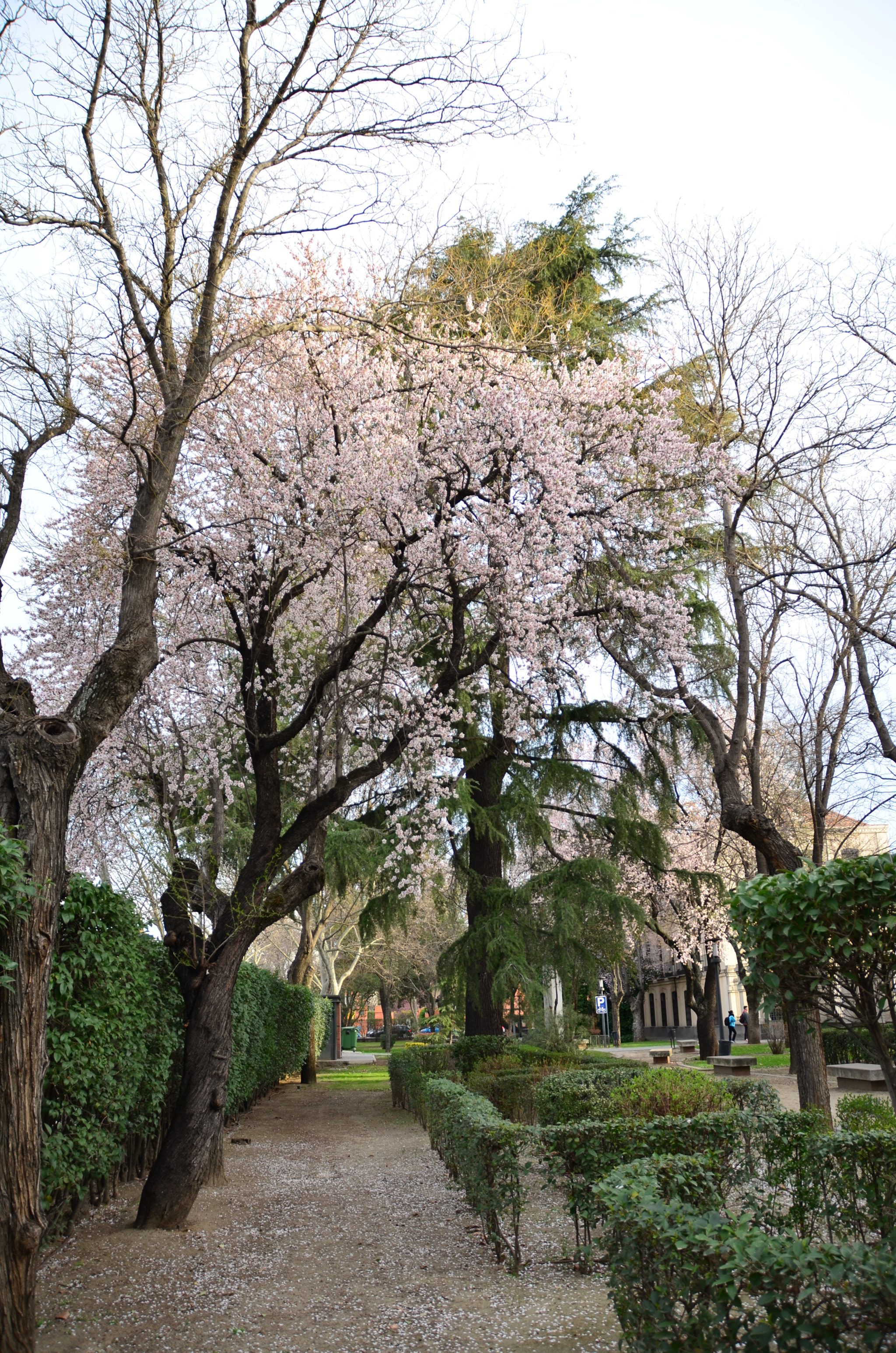 Nikon D5100 + Sigma 18-200mm F3.5-6.3 II DC OS HSM sample photo. Almendros en flor photography