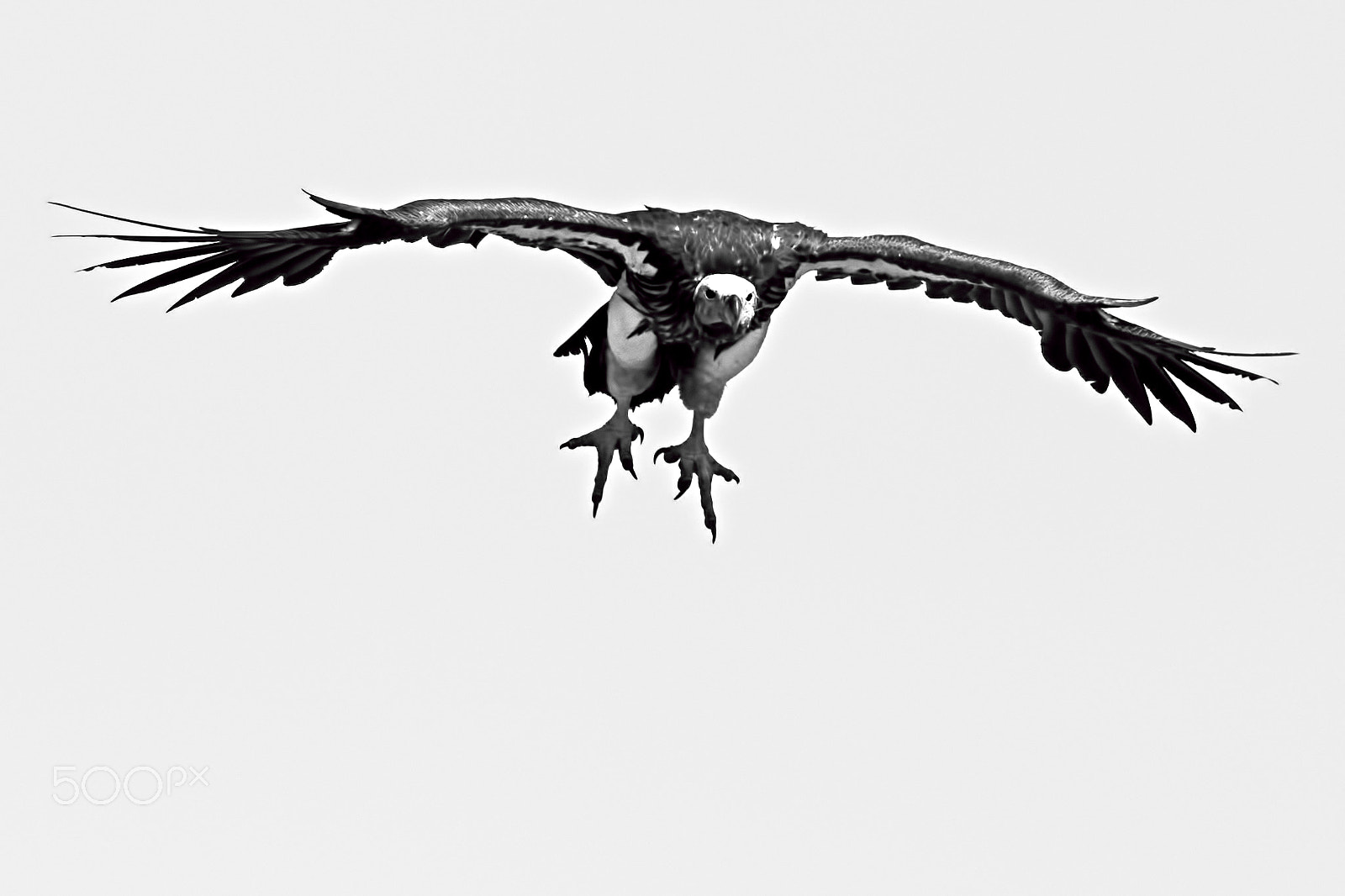 Nikon D5 sample photo. White headed vulture photography