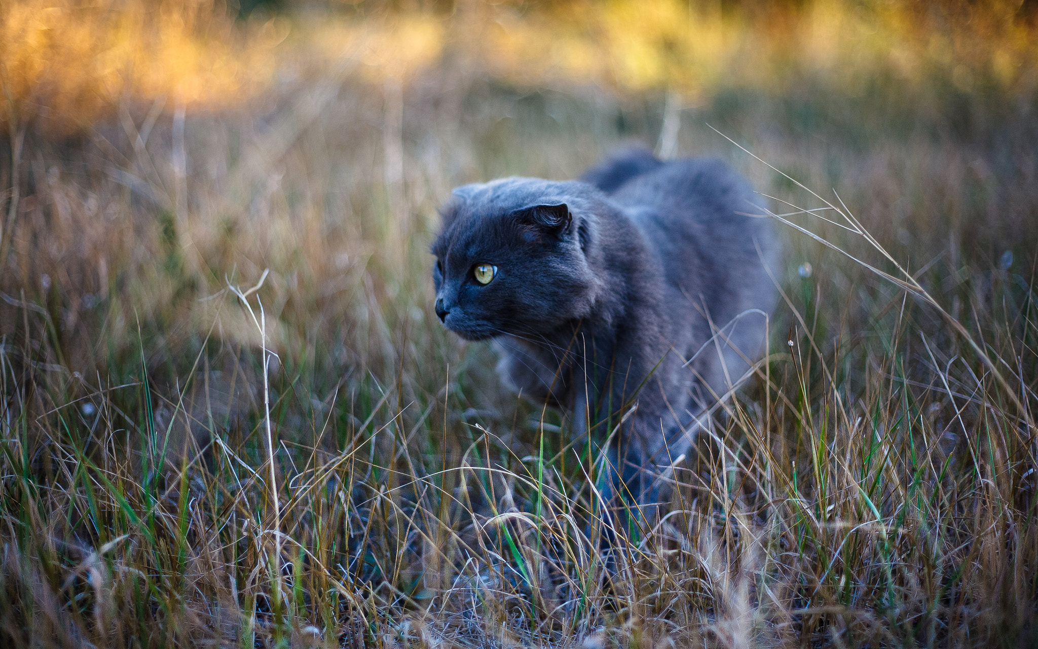 Canon EOS 5D + Canon EF 50mm F1.8 II sample photo. Hunter photography