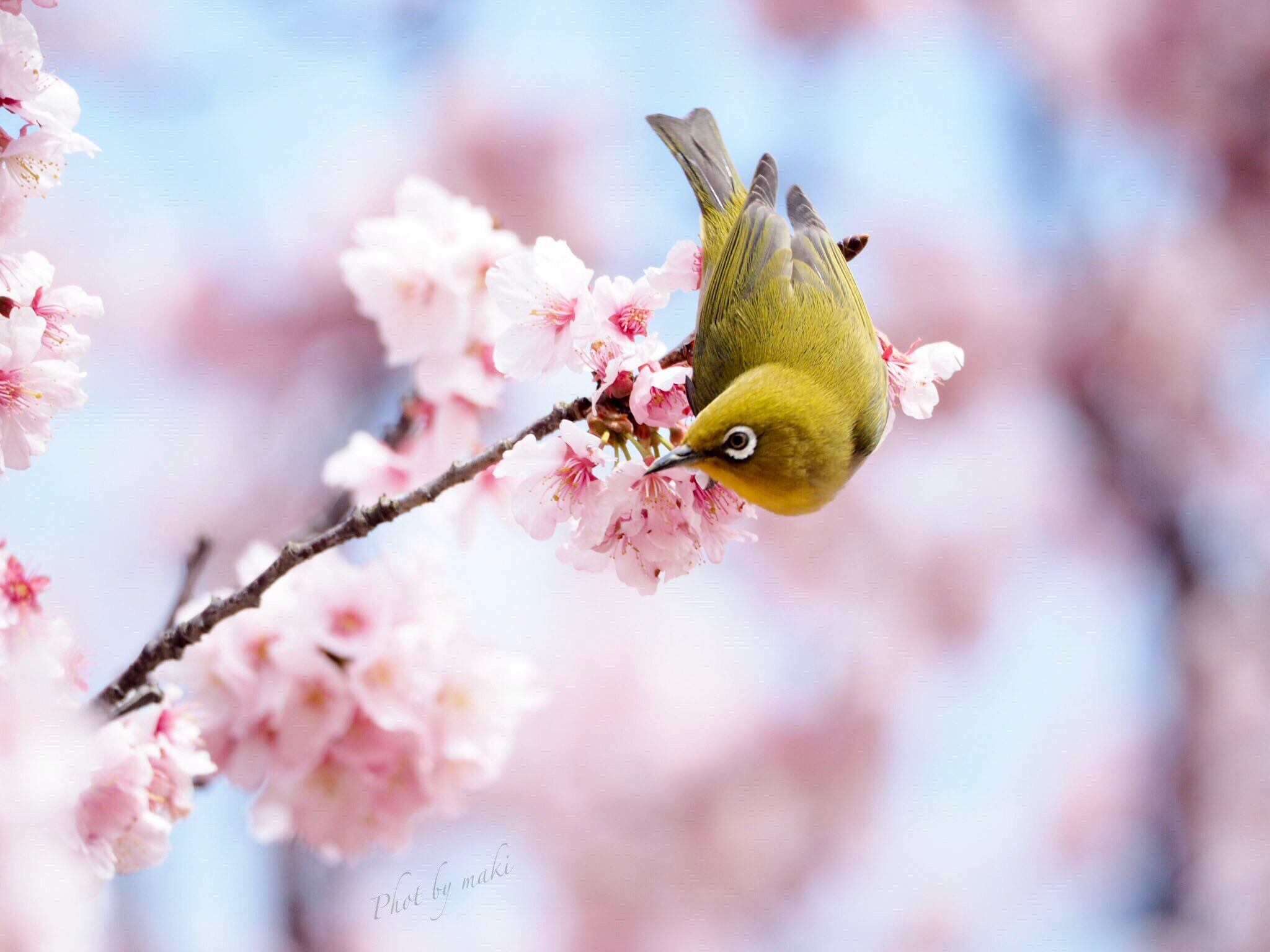Olympus OM-D E-M1 sample photo. Early spring bird photography