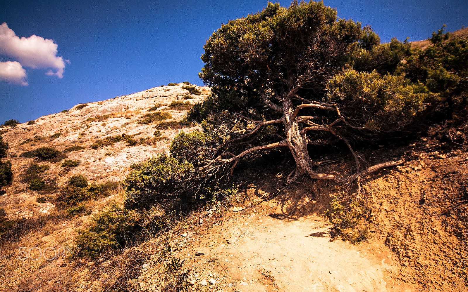 Canon EOS 5D sample photo. Old tree photography