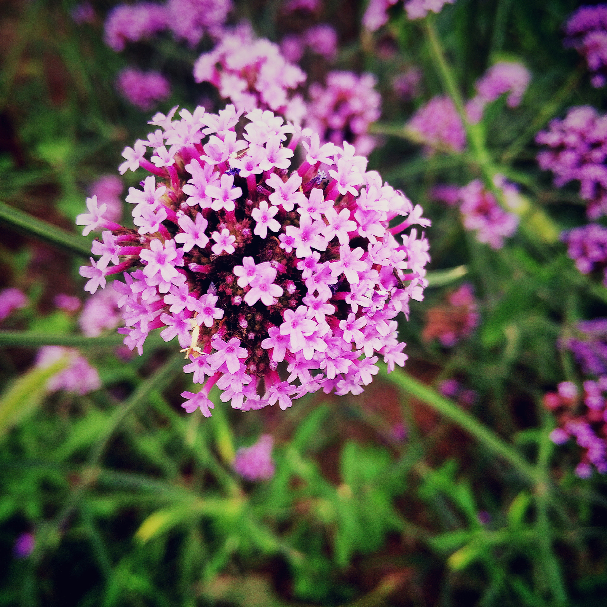 Meizu MX4 sample photo. F photography