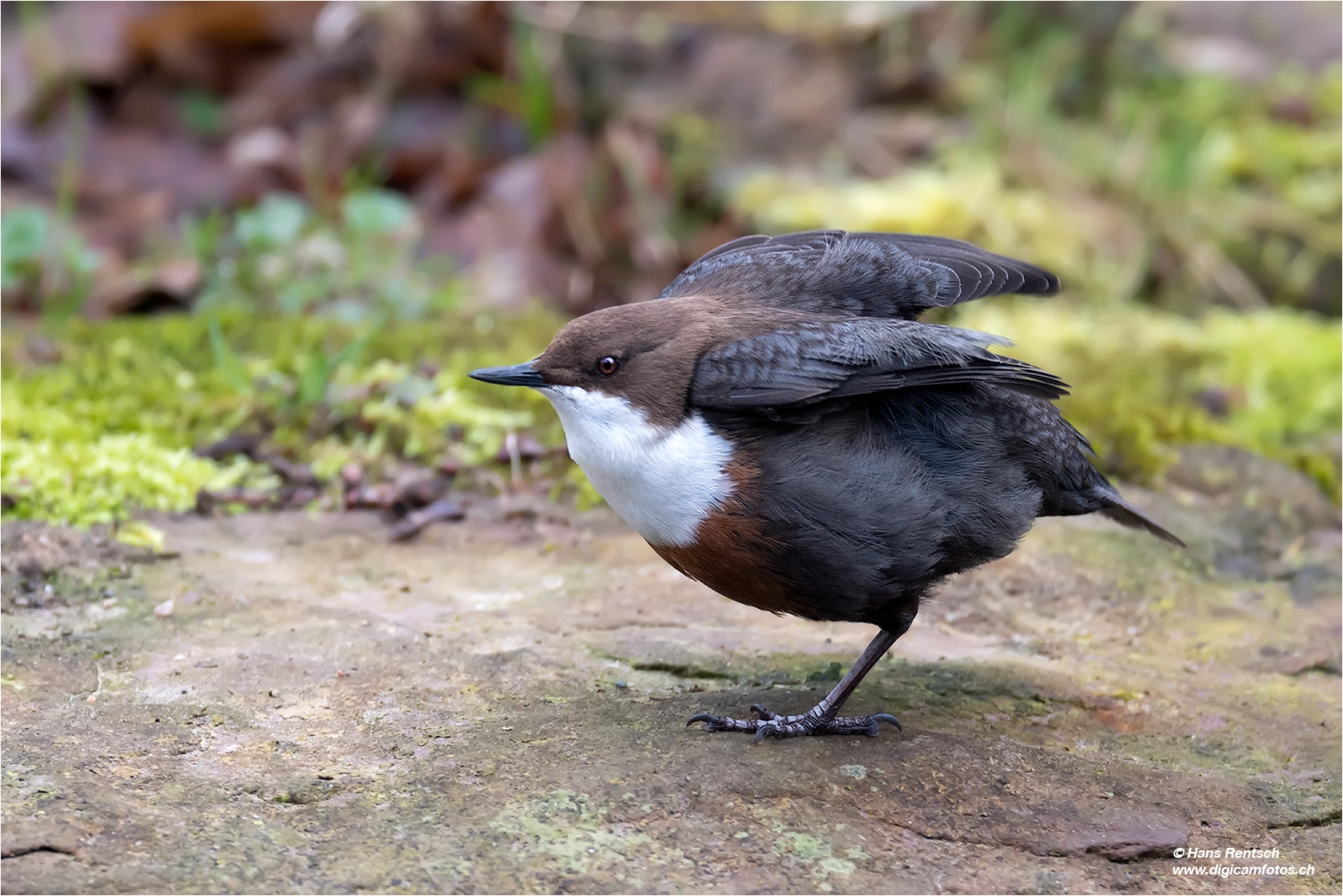 Nikon AF-S Nikkor 600mm F4E FL ED VR sample photo. Wasseramsel photography