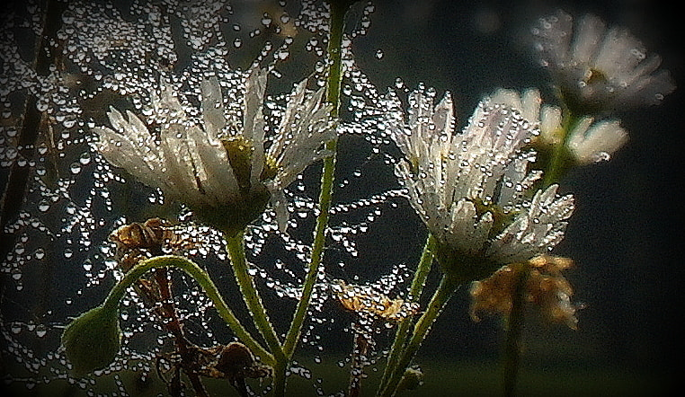 Samsung NX10 sample photo. "perlenketten" photography
