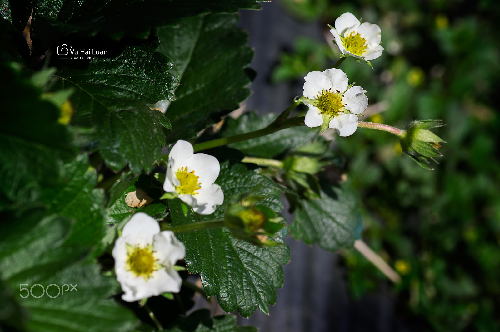 Pentax K-3 + Tamron SP AF 90mm F2.8 Di Macro sample photo. Hoa ở mộc châu photography