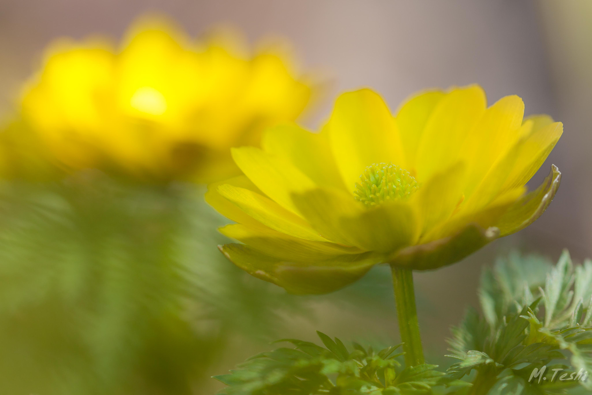 Sigma 150mm f/2.8 EX DG OS HSM APO Macro sample photo. Reminiscence of spring(春の回想) photography