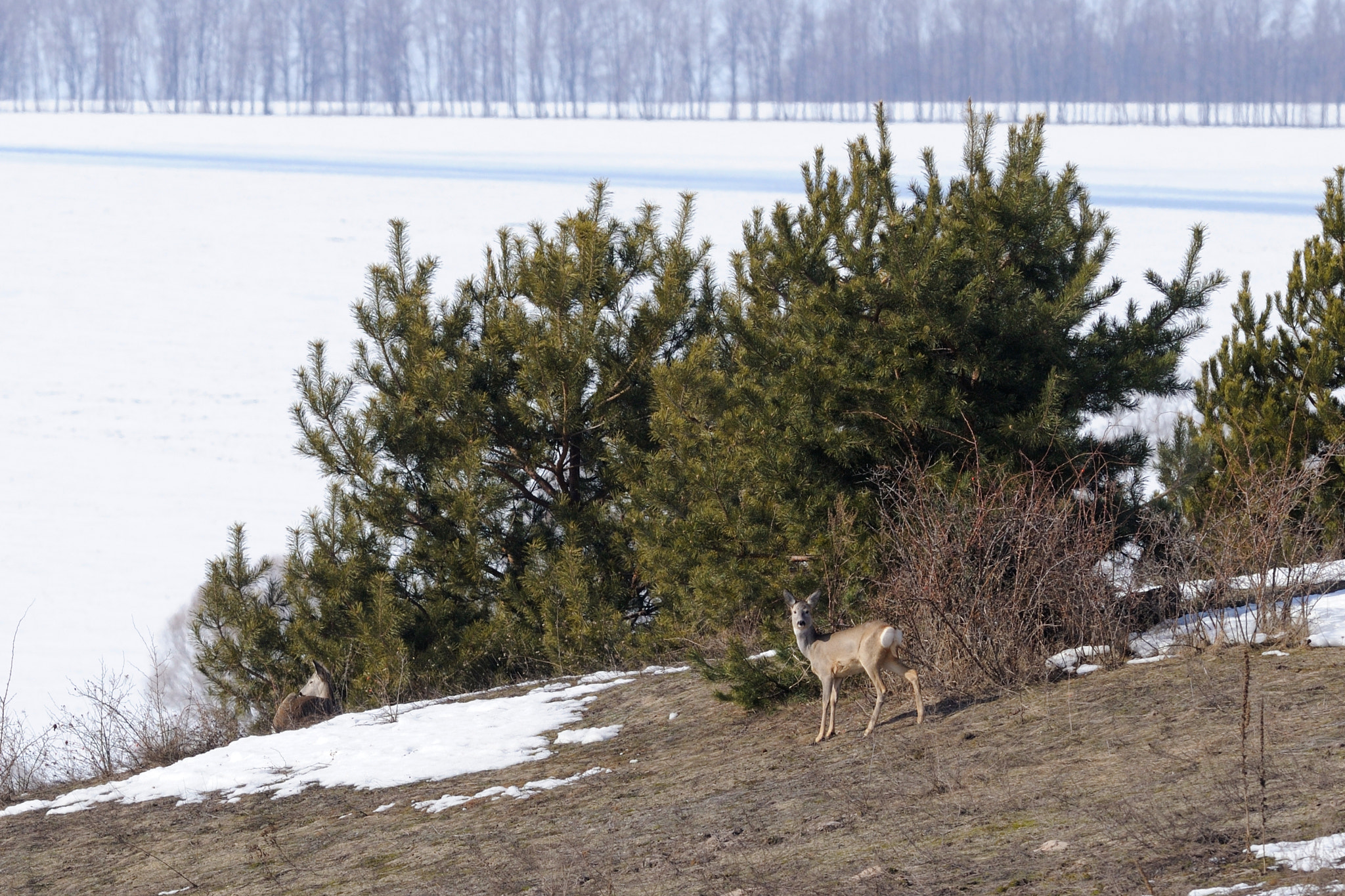 Nikon D300S + Nikon AF-S Nikkor 300mm F4D ED-IF sample photo. Spring is coming photography