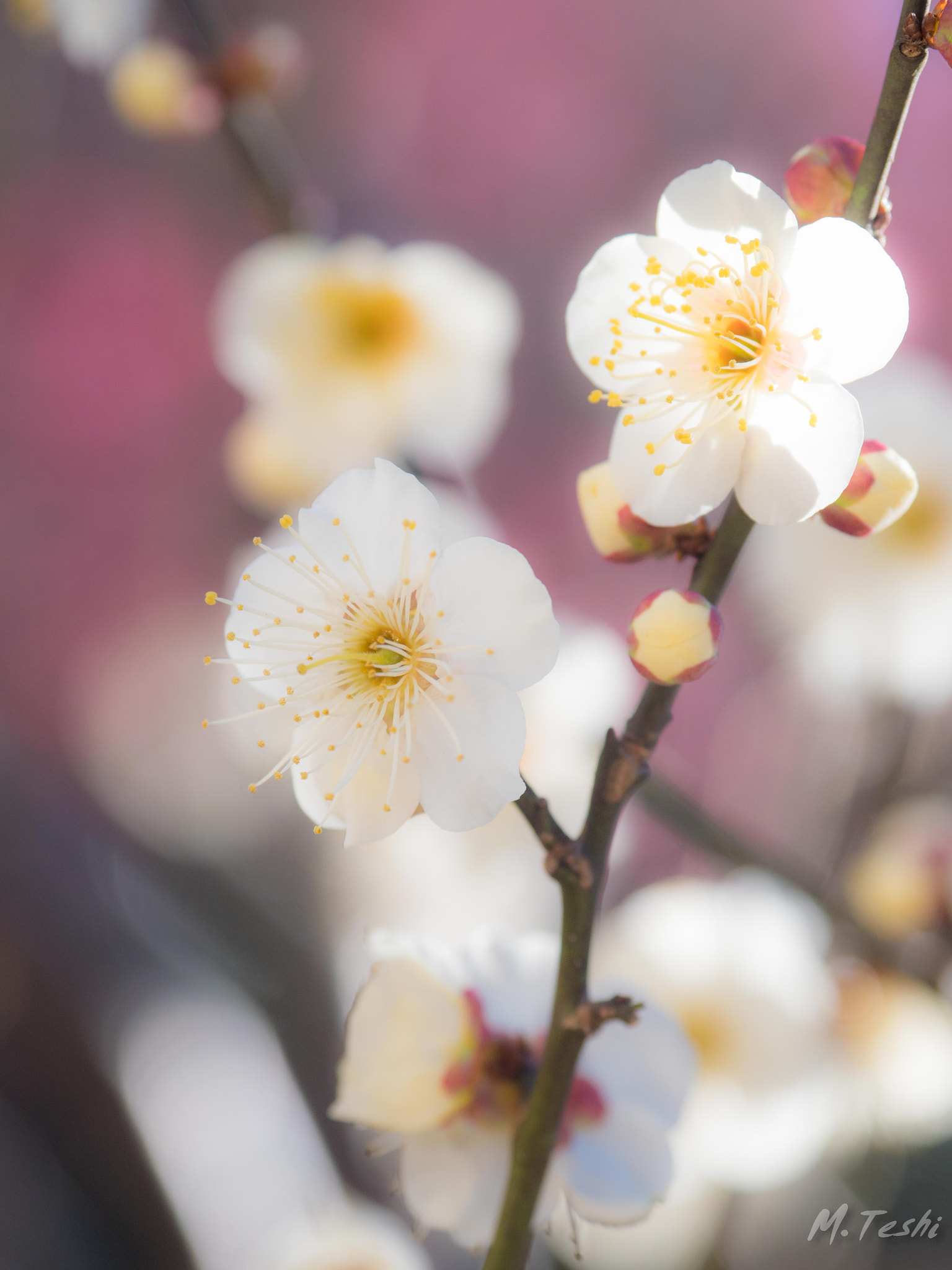 Olympus PEN-F + Olympus M.Zuiko Digital ED 12-100mm F4.0 IS Pro sample photo. White plum photography