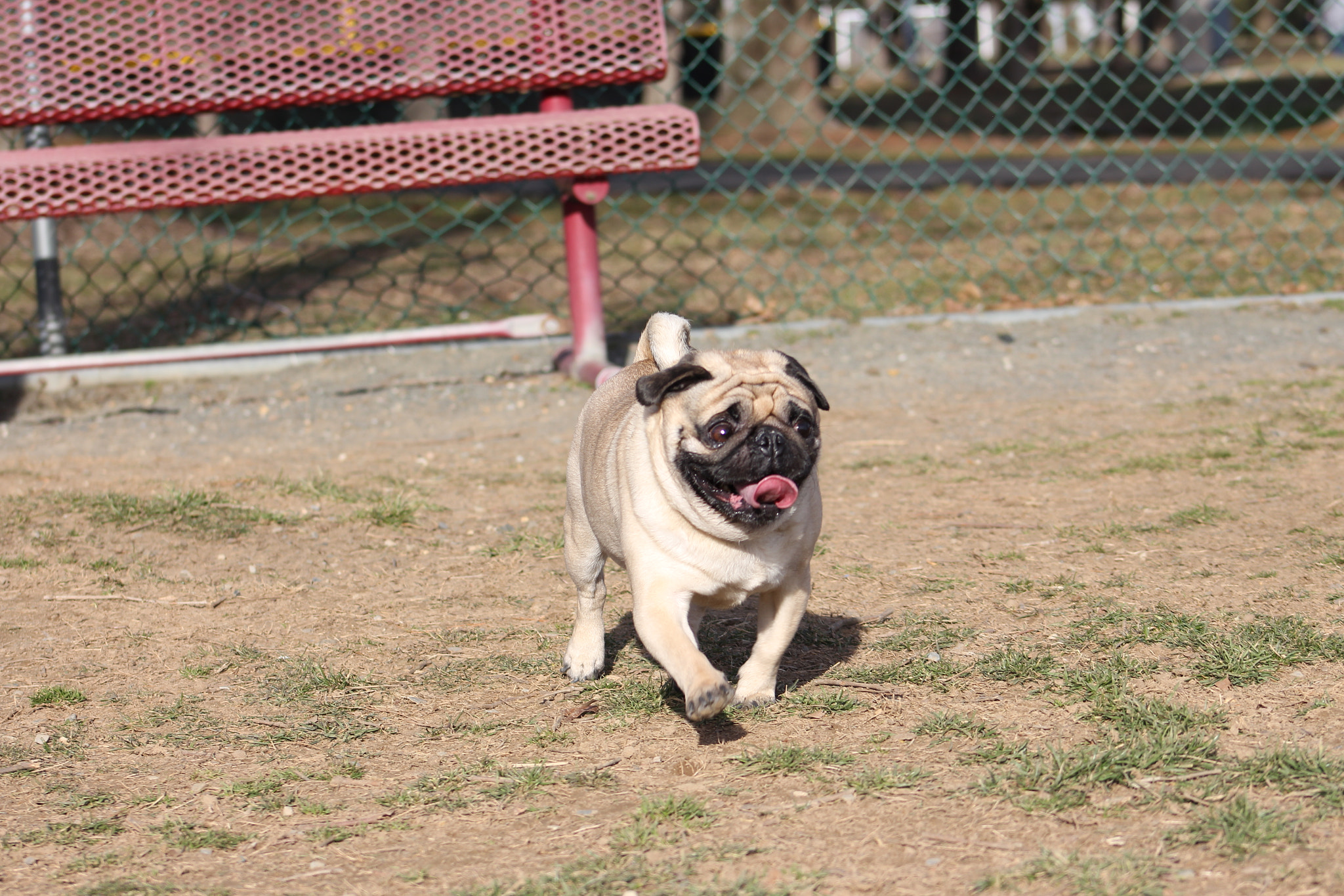 Canon EOS 700D (EOS Rebel T5i / EOS Kiss X7i) + EF75-300mm f/4-5.6 sample photo. Img photography