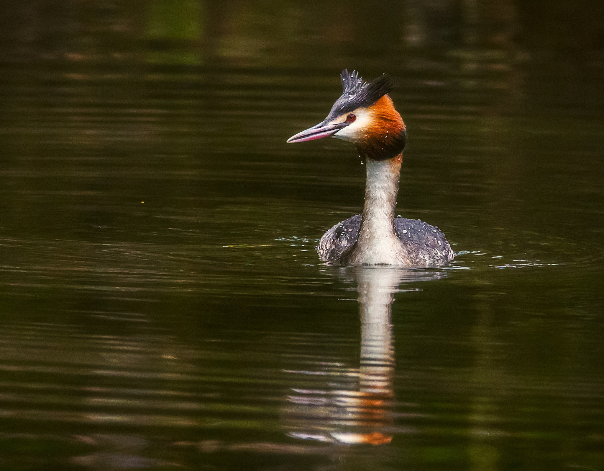 150-600mm F5-6.3 DG OS HSM | Contemporary 015 sample photo. Podiceps cristatus photography