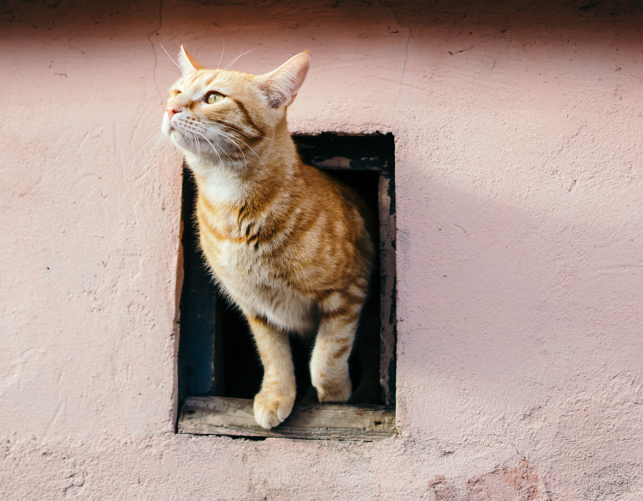Canon EF 35mm F2 IS USM sample photo. Сuriosity photography