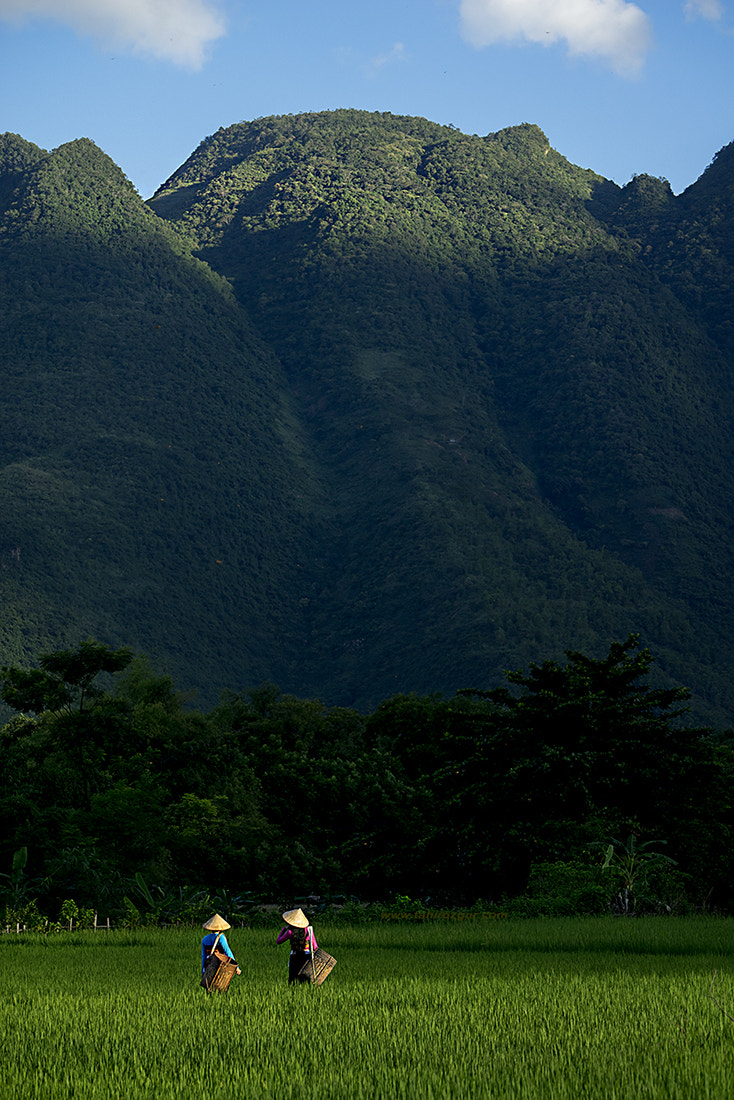 Sony a7R + Sony FE 70-200mm F4 G OSS sample photo. Vietnam'dan photography