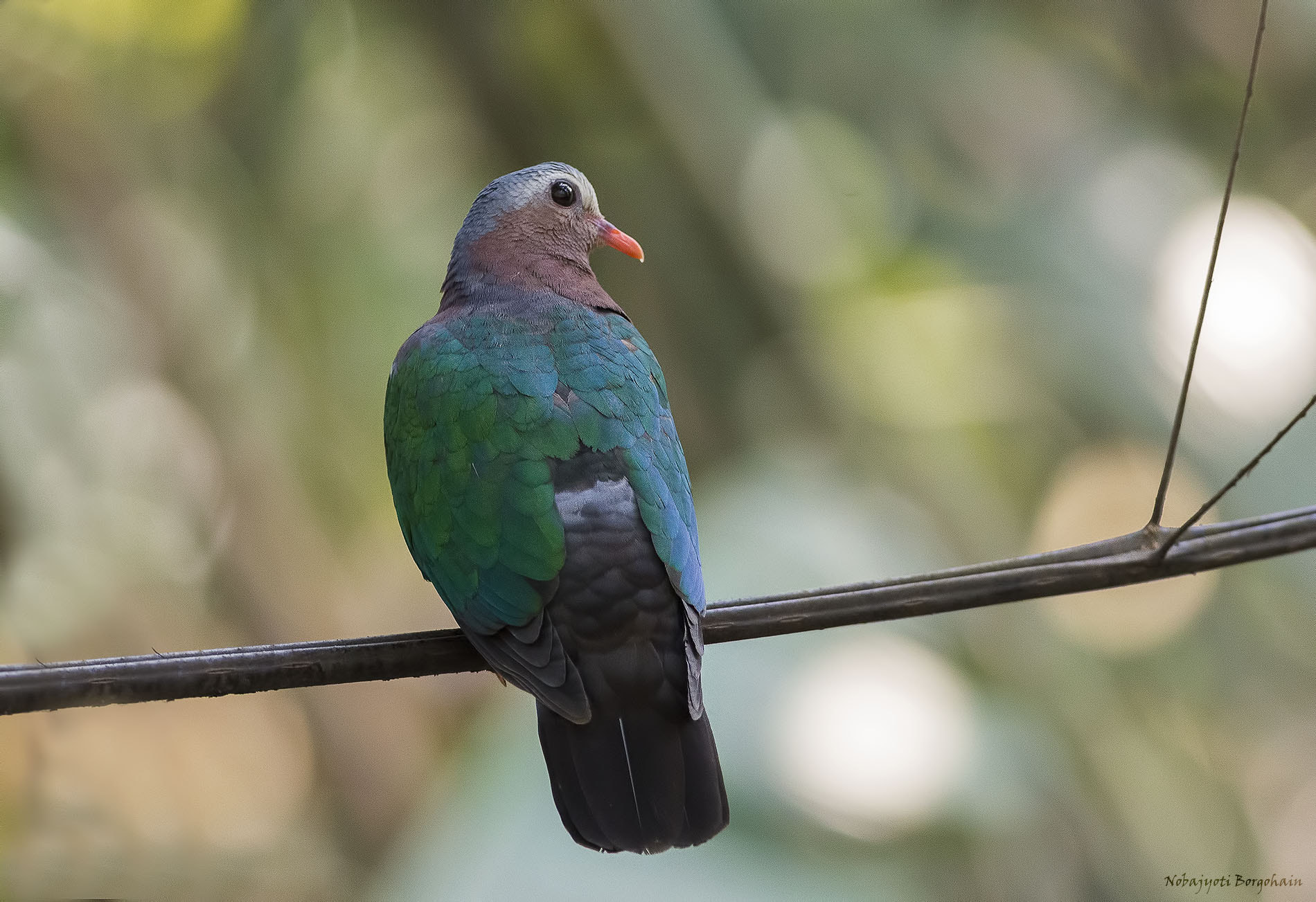 Nikon AF-S Nikkor 300mm F2.8G ED VR II sample photo. Emerald dove photography