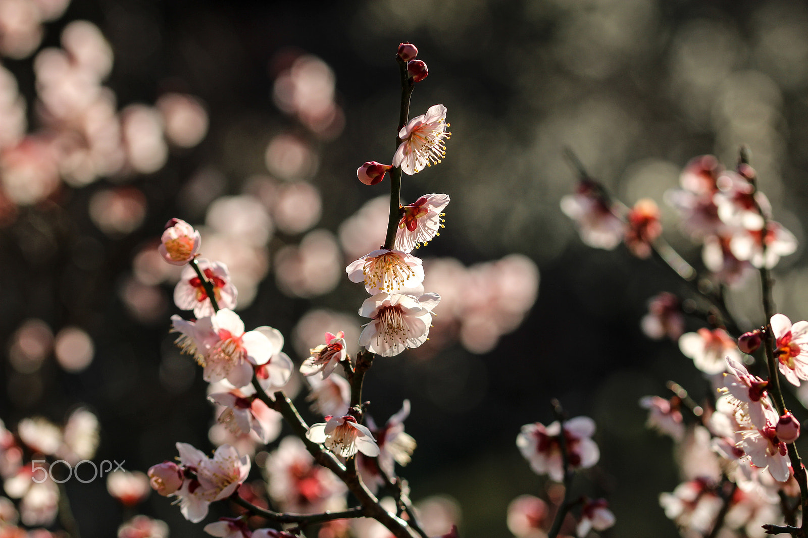Sigma 105mm F2.8 EX DG OS HSM sample photo. Flourish photography