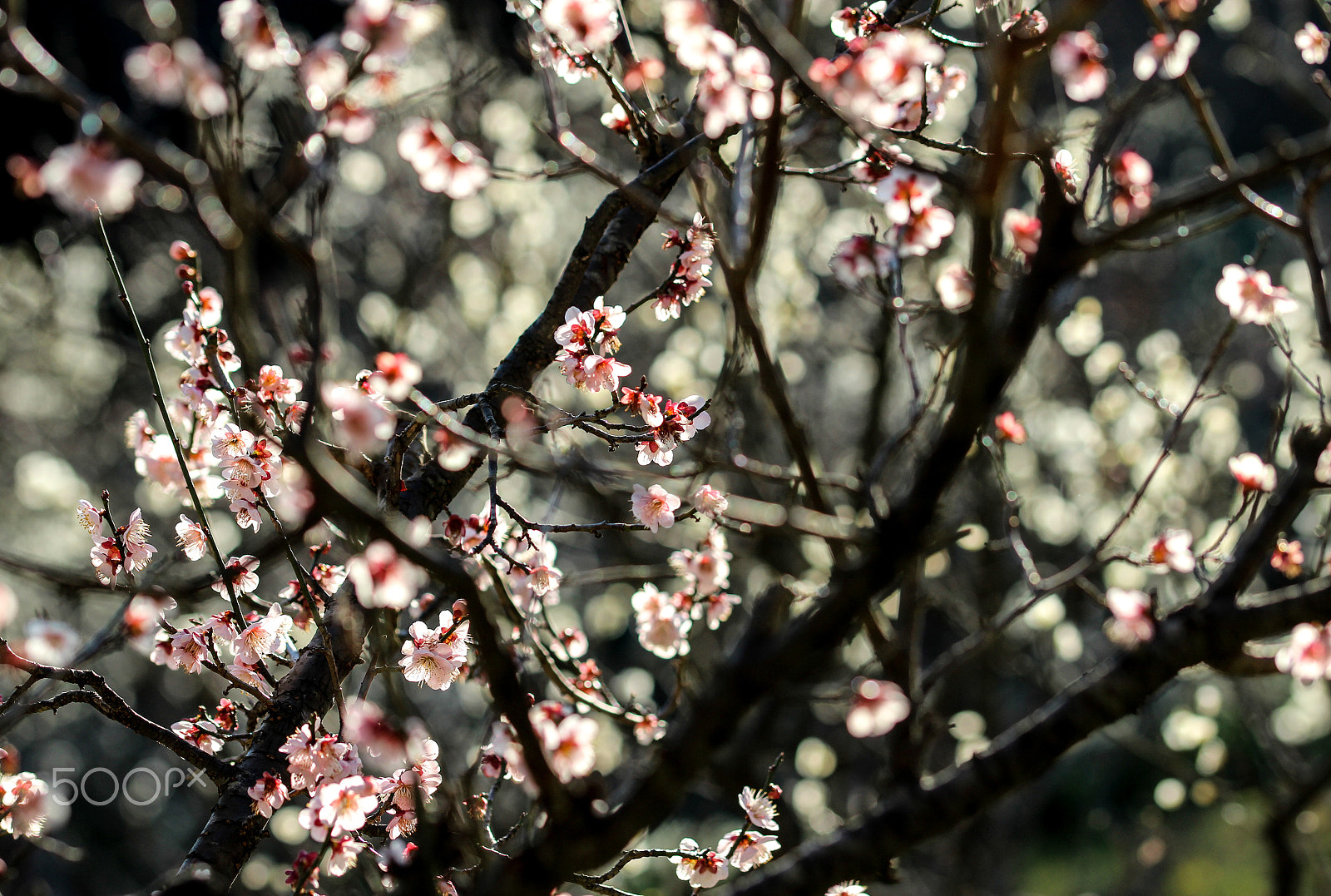 Sigma 105mm F2.8 EX DG OS HSM sample photo. Extravagance photography
