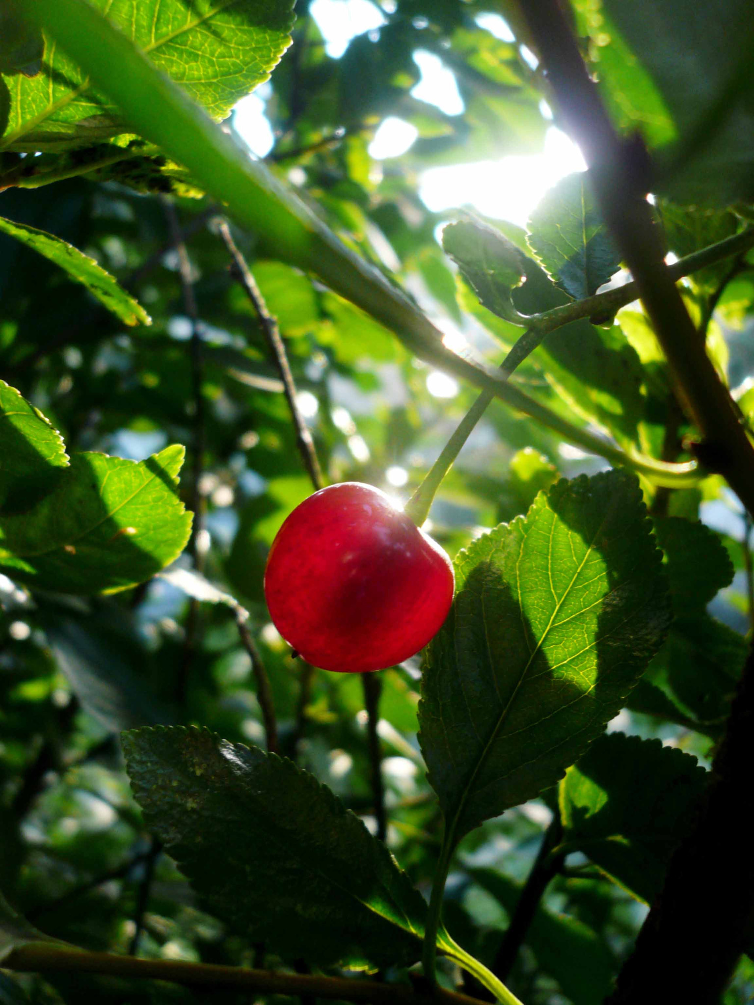 Panasonic DMC-FX50 sample photo. Cherry photography