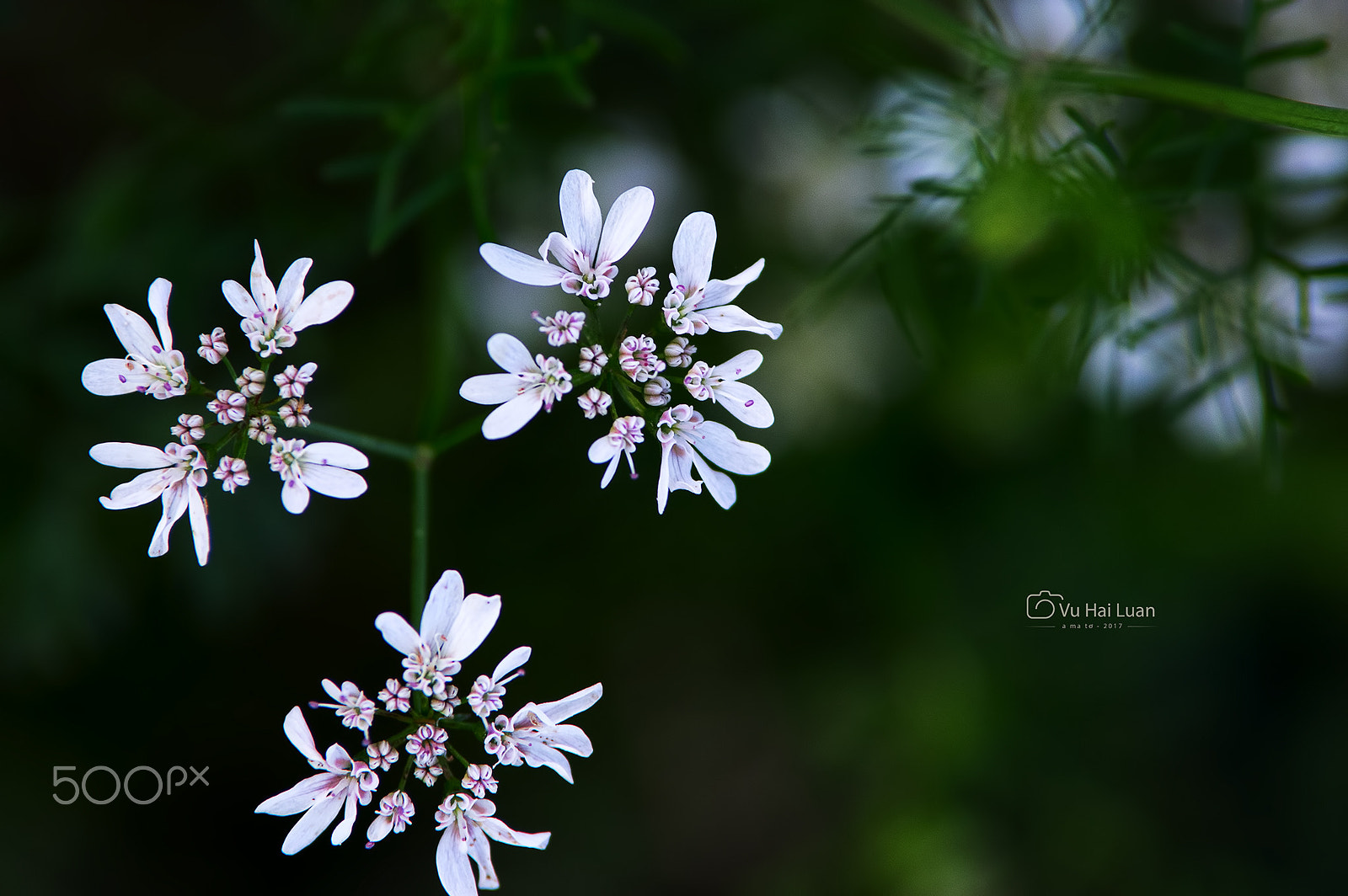 Pentax K-3 sample photo. Hoa ở mộc châu photography