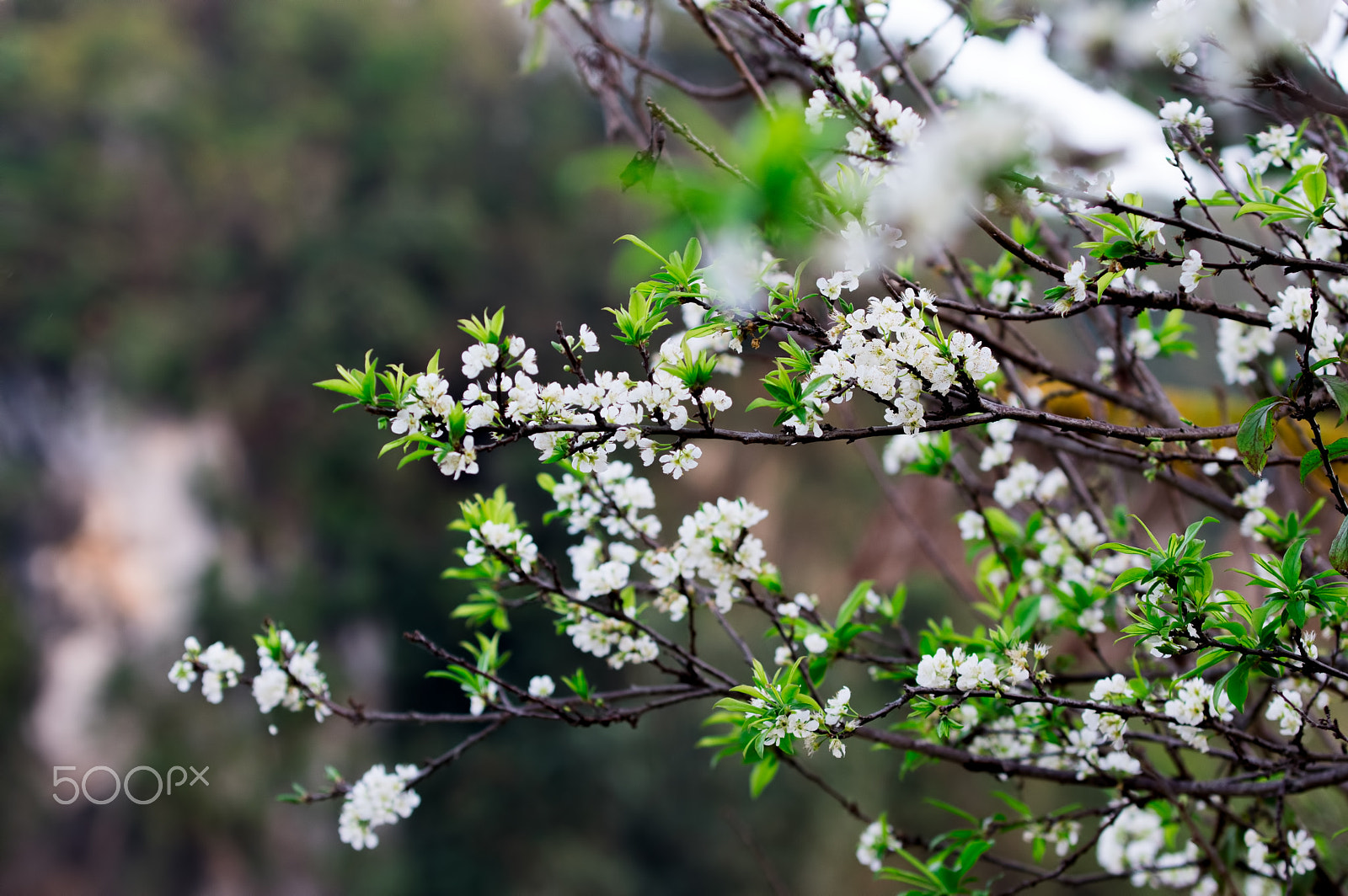 Pentax K-3 sample photo. Hoa ở mộc châu photography