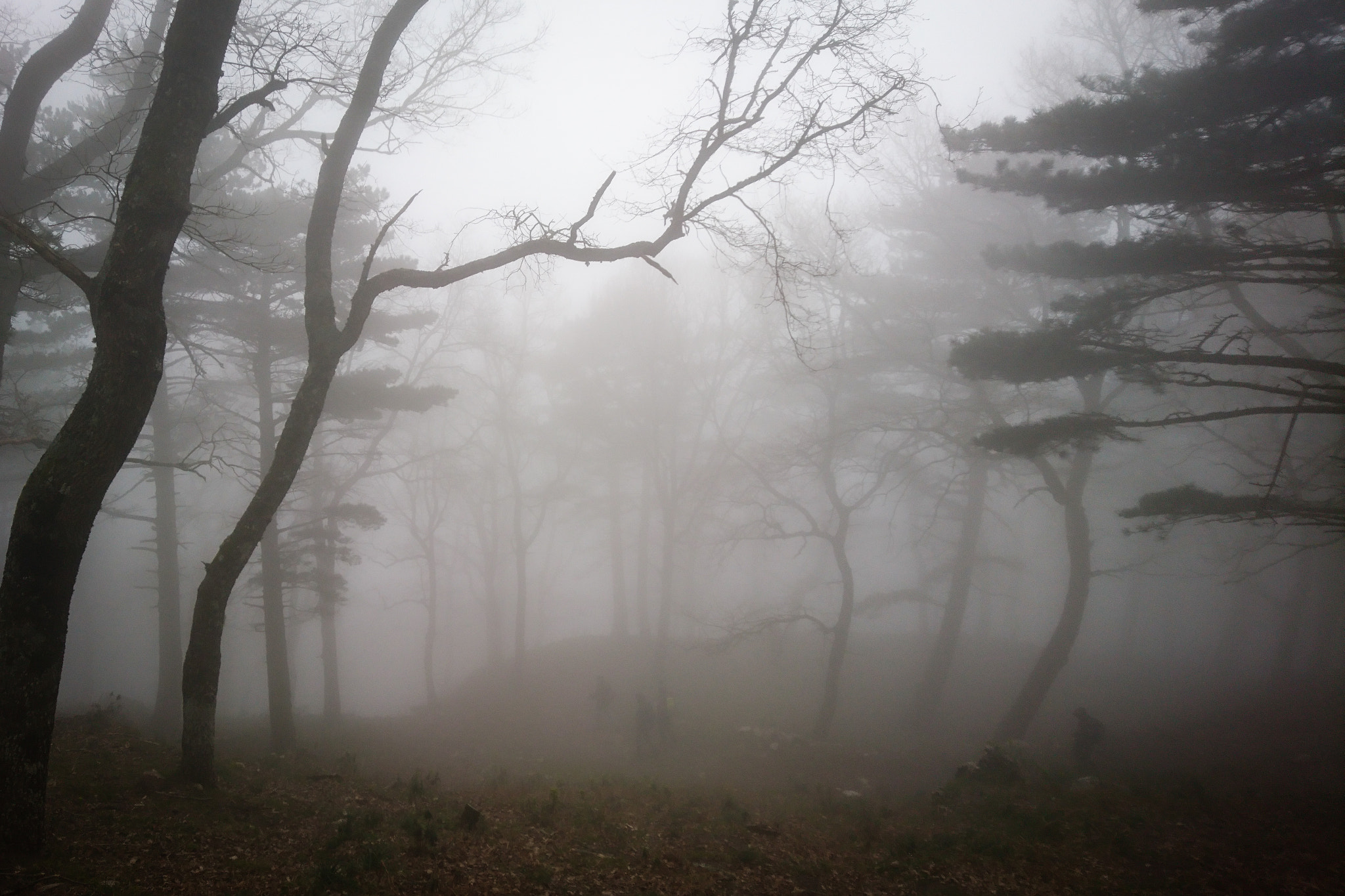 Sony Xperia X Compact sample photo. Nebbia nel bosco photography