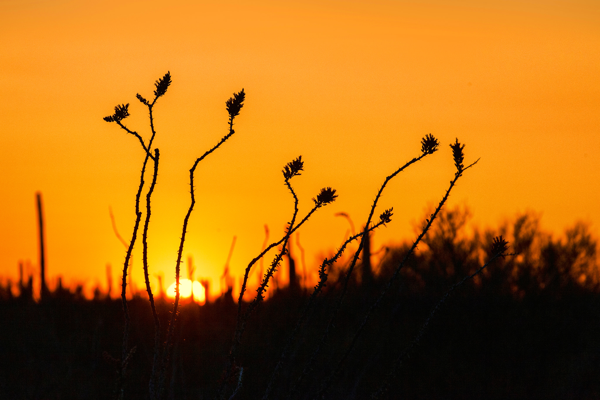 Canon EF 70-300mm F4-5.6L IS USM sample photo. Ocotillo sun photography