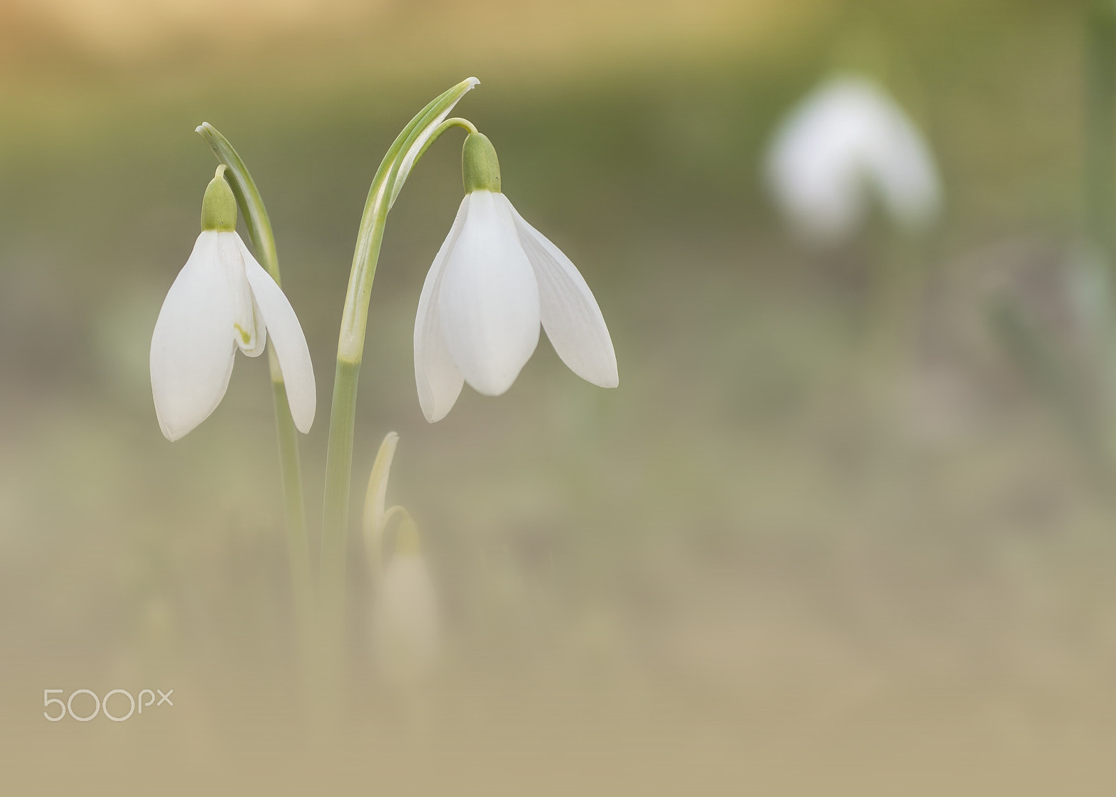 Olympus OM-D E-M5 + Sigma 60mm F2.8 DN Art sample photo. Springtime... :-) photography