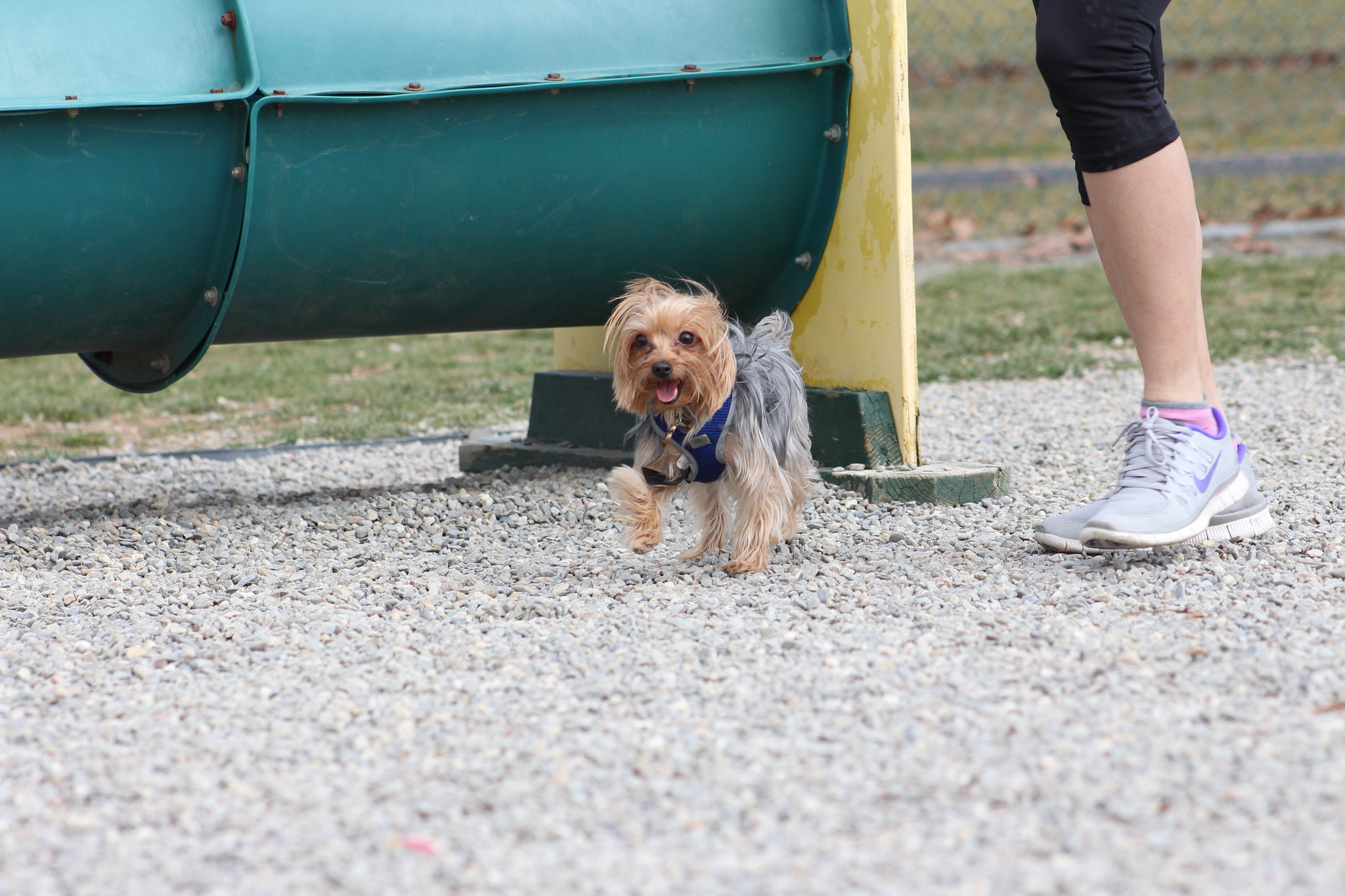 Canon EOS 700D (EOS Rebel T5i / EOS Kiss X7i) + EF75-300mm f/4-5.6 sample photo. Img photography