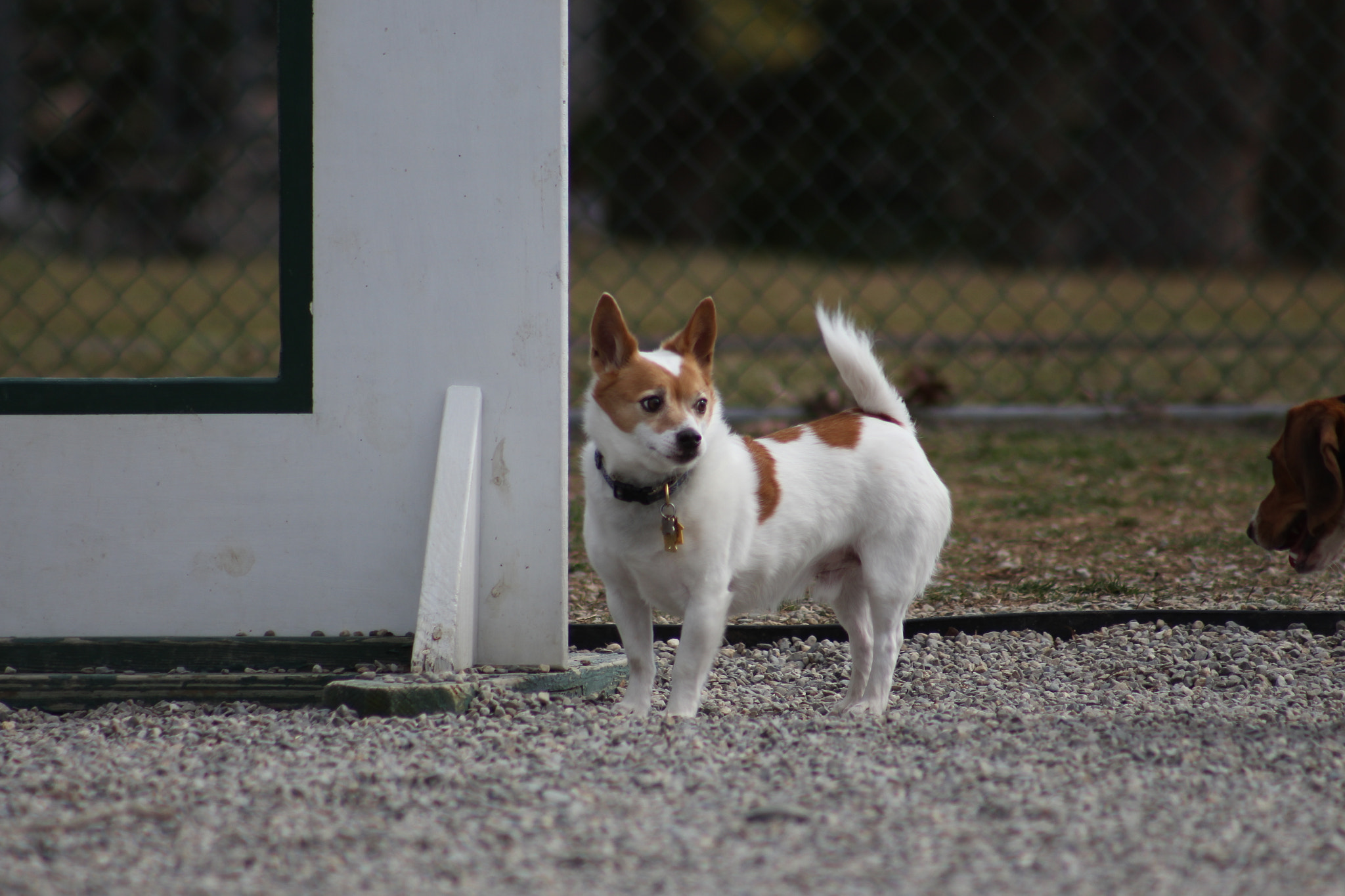 Canon EOS 700D (EOS Rebel T5i / EOS Kiss X7i) + EF75-300mm f/4-5.6 sample photo. Img photography