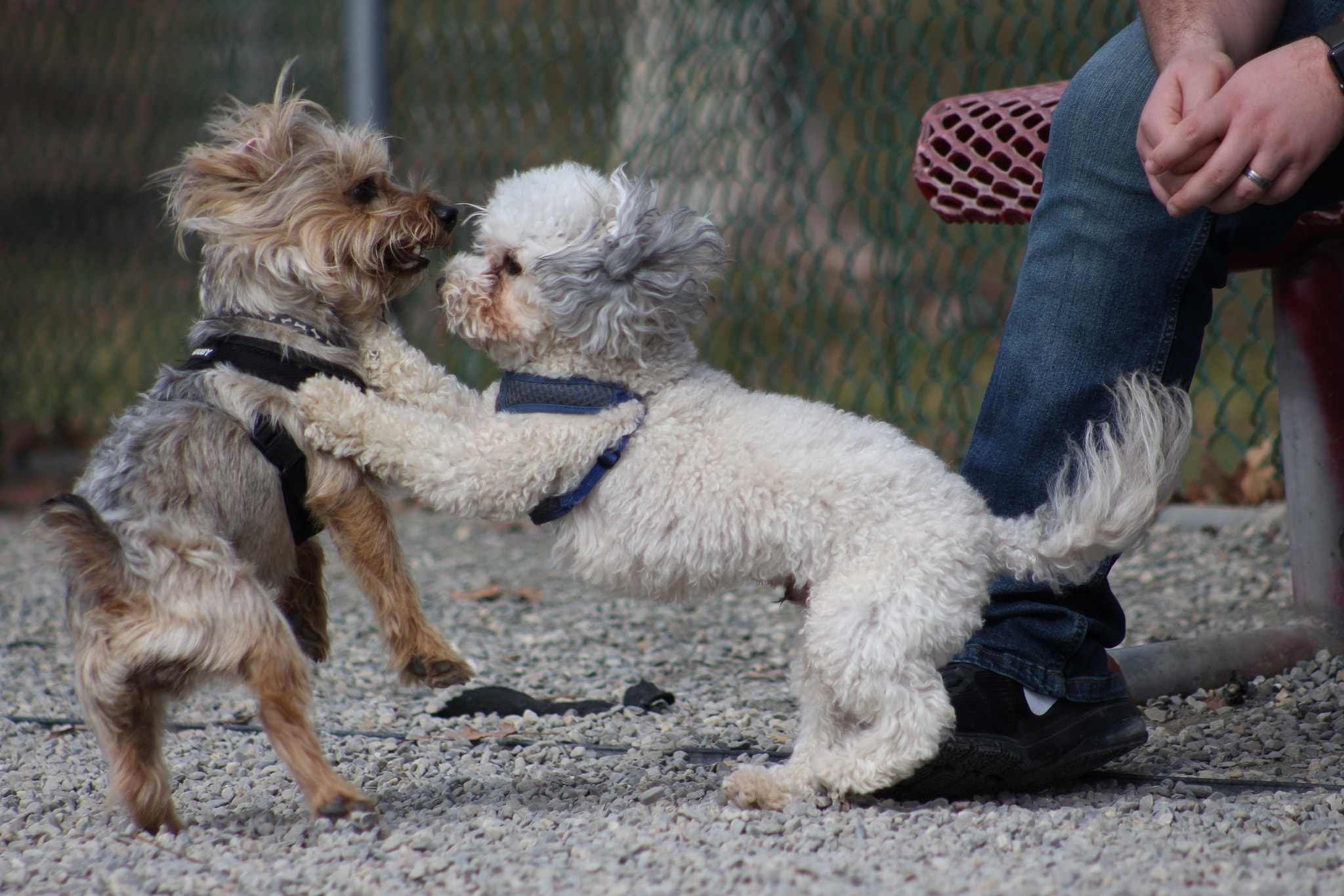 Canon EOS 700D (EOS Rebel T5i / EOS Kiss X7i) + EF75-300mm f/4-5.6 sample photo. Img photography