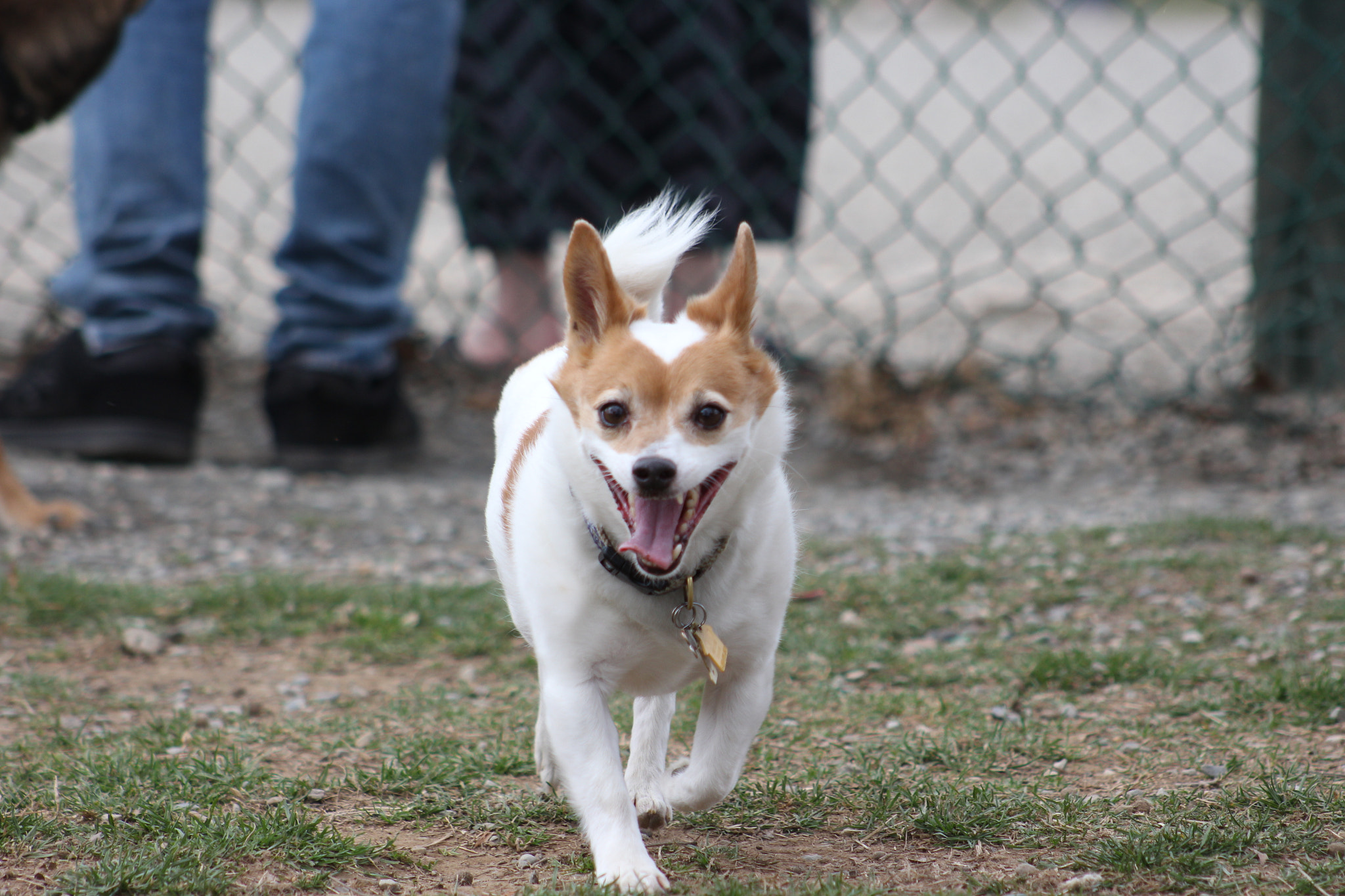 Canon EOS 700D (EOS Rebel T5i / EOS Kiss X7i) + EF75-300mm f/4-5.6 sample photo. Img photography