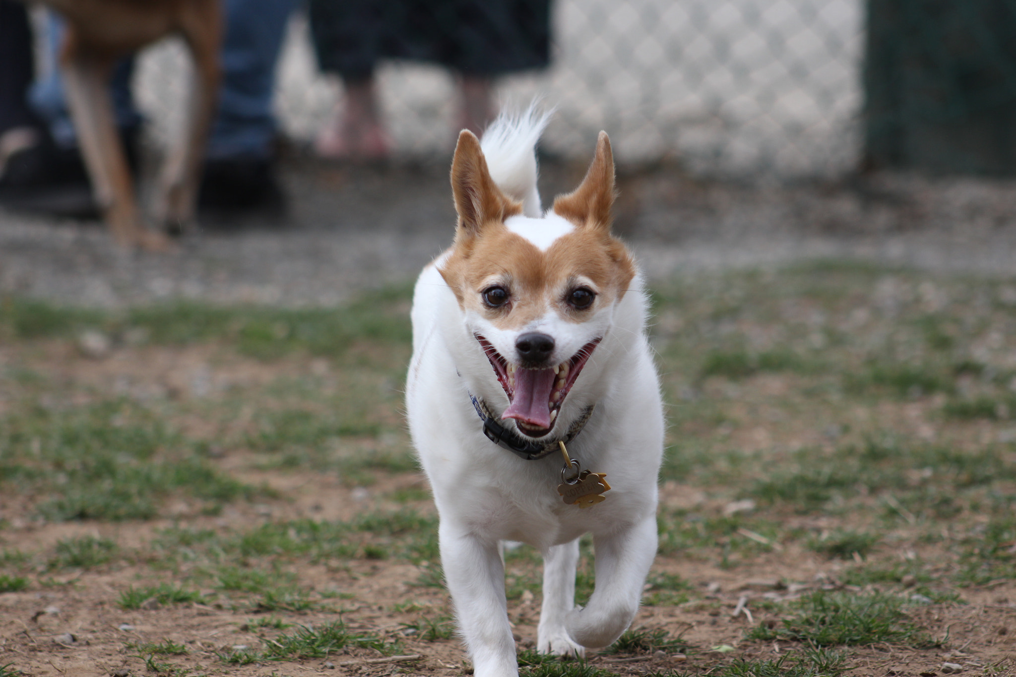 Canon EOS 700D (EOS Rebel T5i / EOS Kiss X7i) + EF75-300mm f/4-5.6 sample photo. Img photography