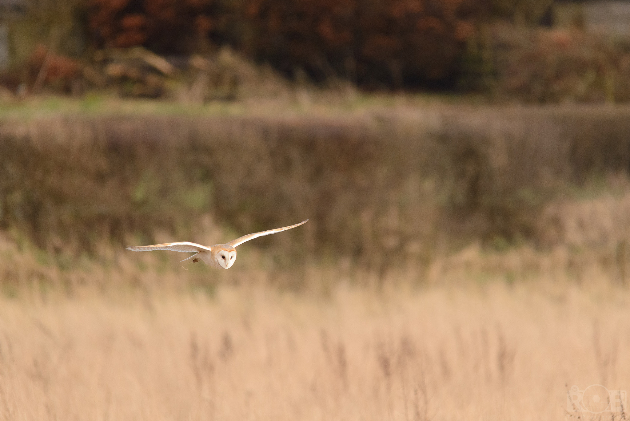 Sigma 150-500mm F5-6.3 DG OS HSM sample photo. Silent assassin. photography