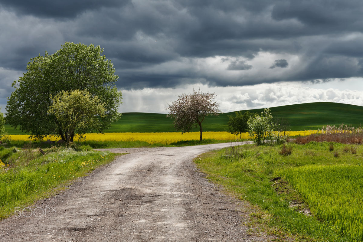 Canon EF 24-70mm F4L IS USM sample photo. Road to spring photography