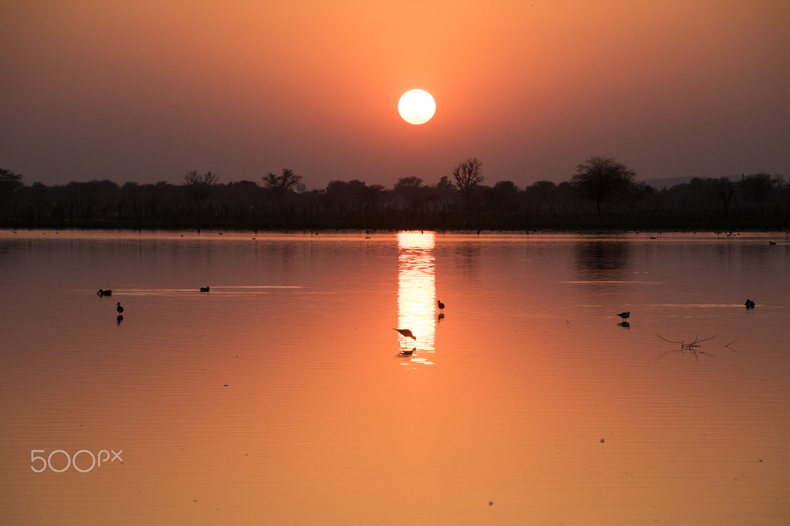 Canon EOS 80D sample photo. Sunset, birds photography