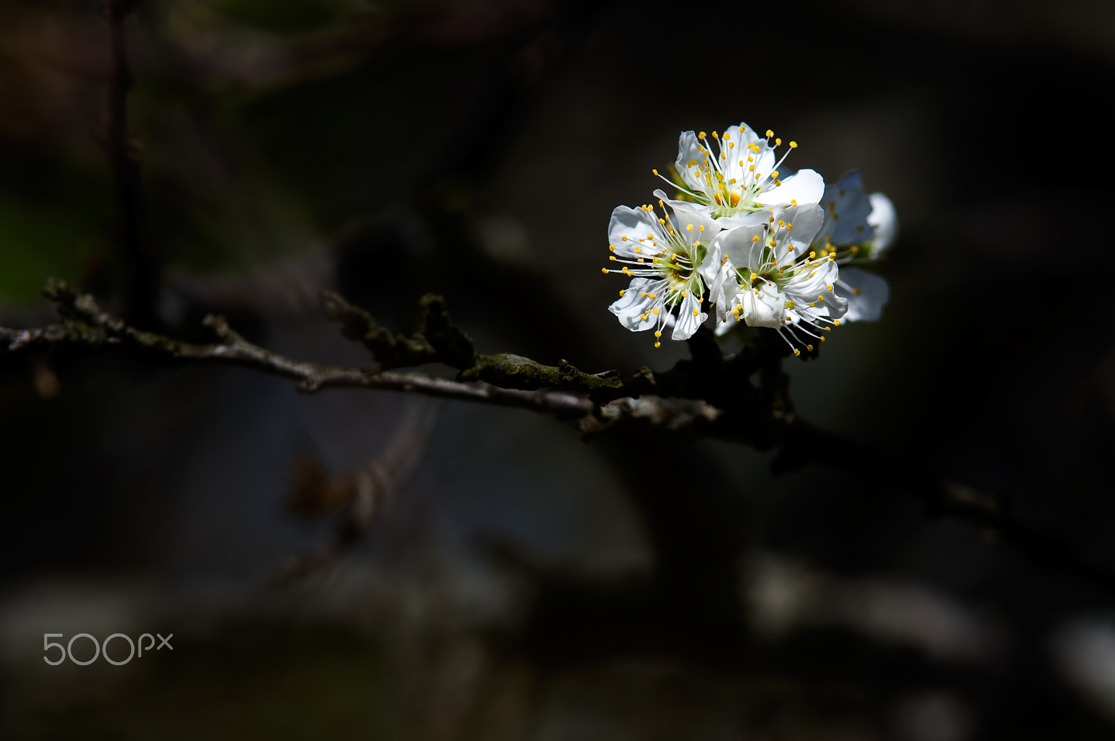 Pentax K-3 sample photo. Hoa ở mộc châu photography