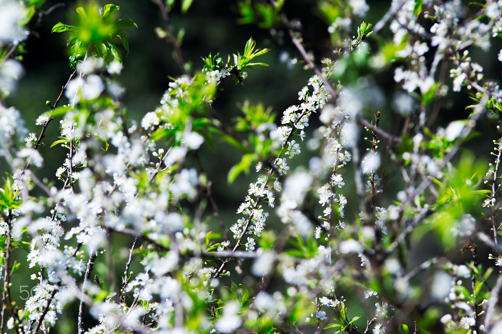 Pentax K-3 sample photo. Hoa ở mộc châu photography