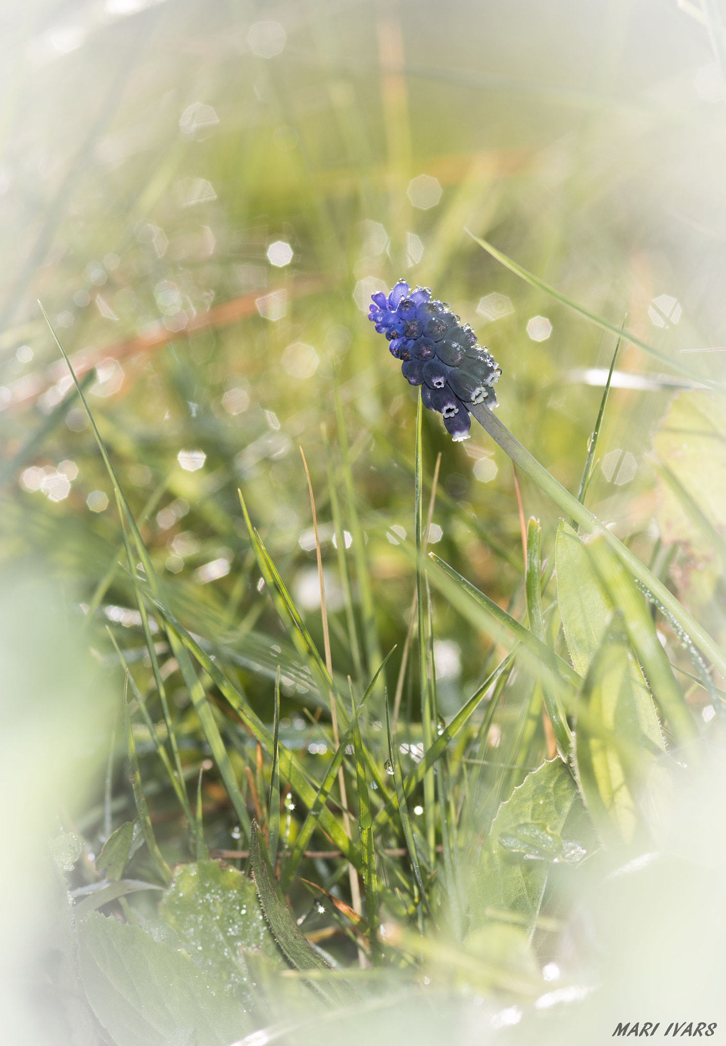 Sigma 105mm F2.8 EX DG Macro sample photo. Nazareno photography