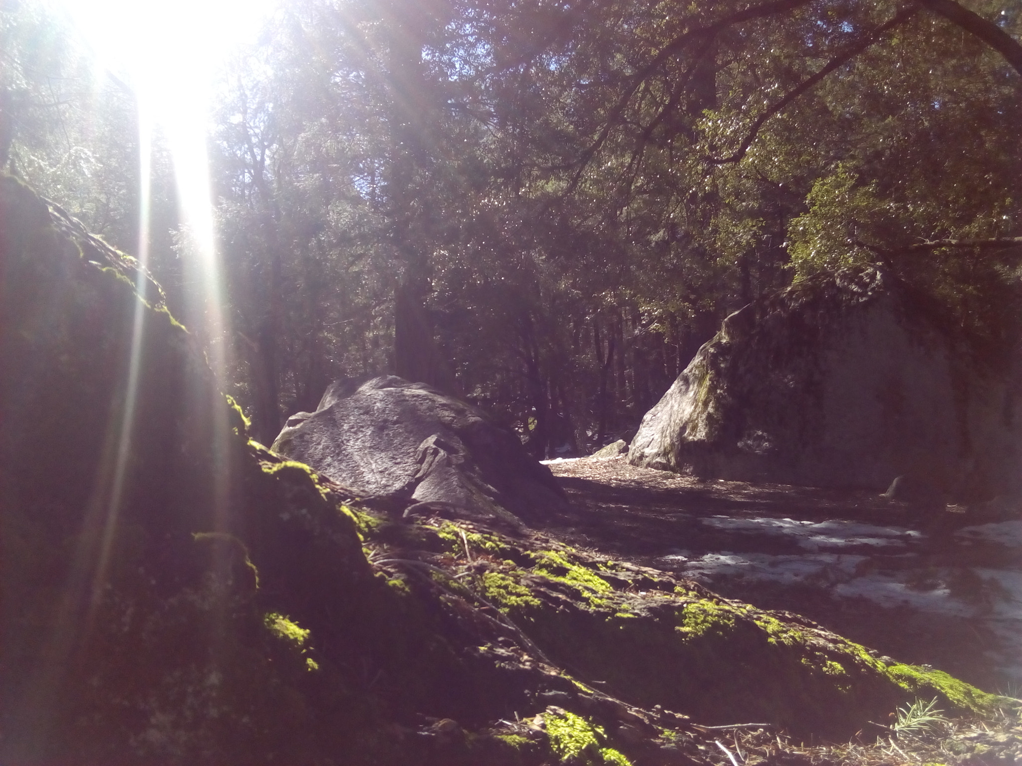 ZTE BLADE A452 sample photo. In the woods, yosemite photography