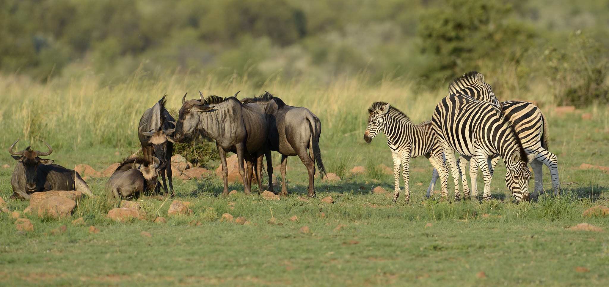 Nikon D4 sample photo. Wildlife contrast photography