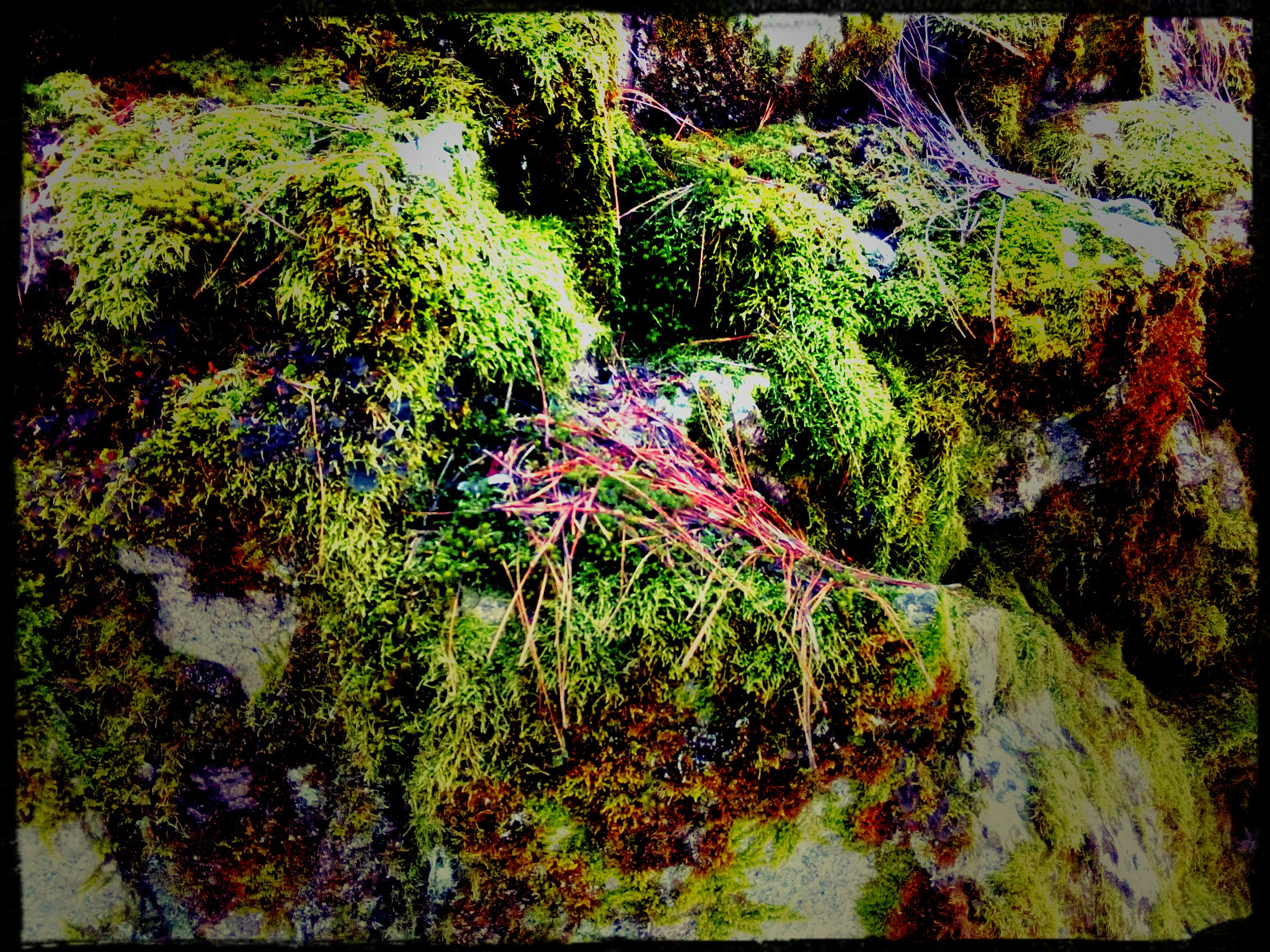 ZTE BLADE A452 sample photo. Moss with pineneedles photography