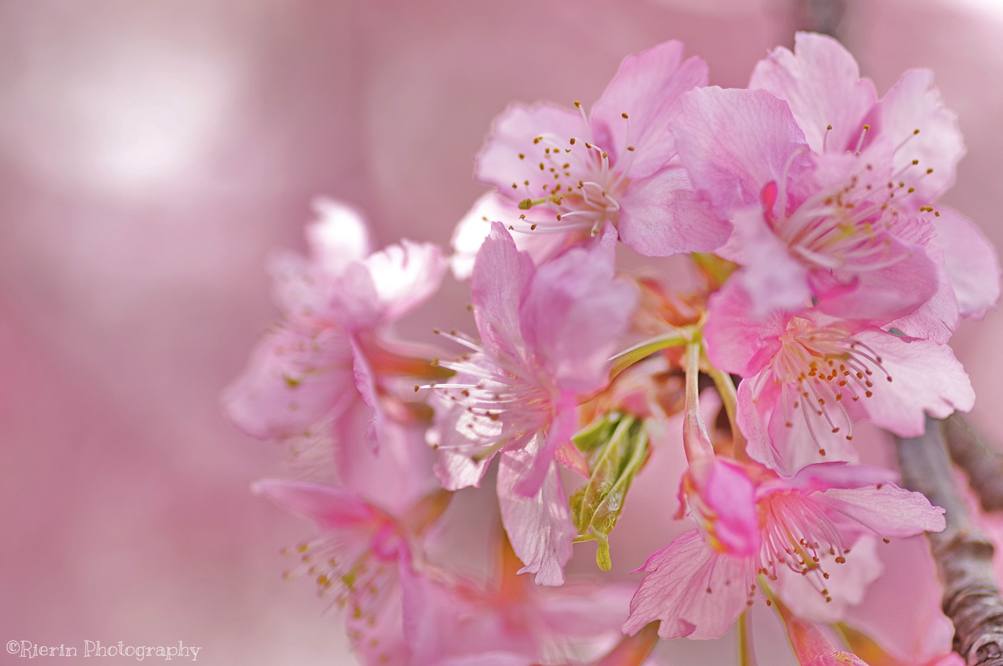Pentax smc D-FA 100mm F2.8 Macro WR sample photo