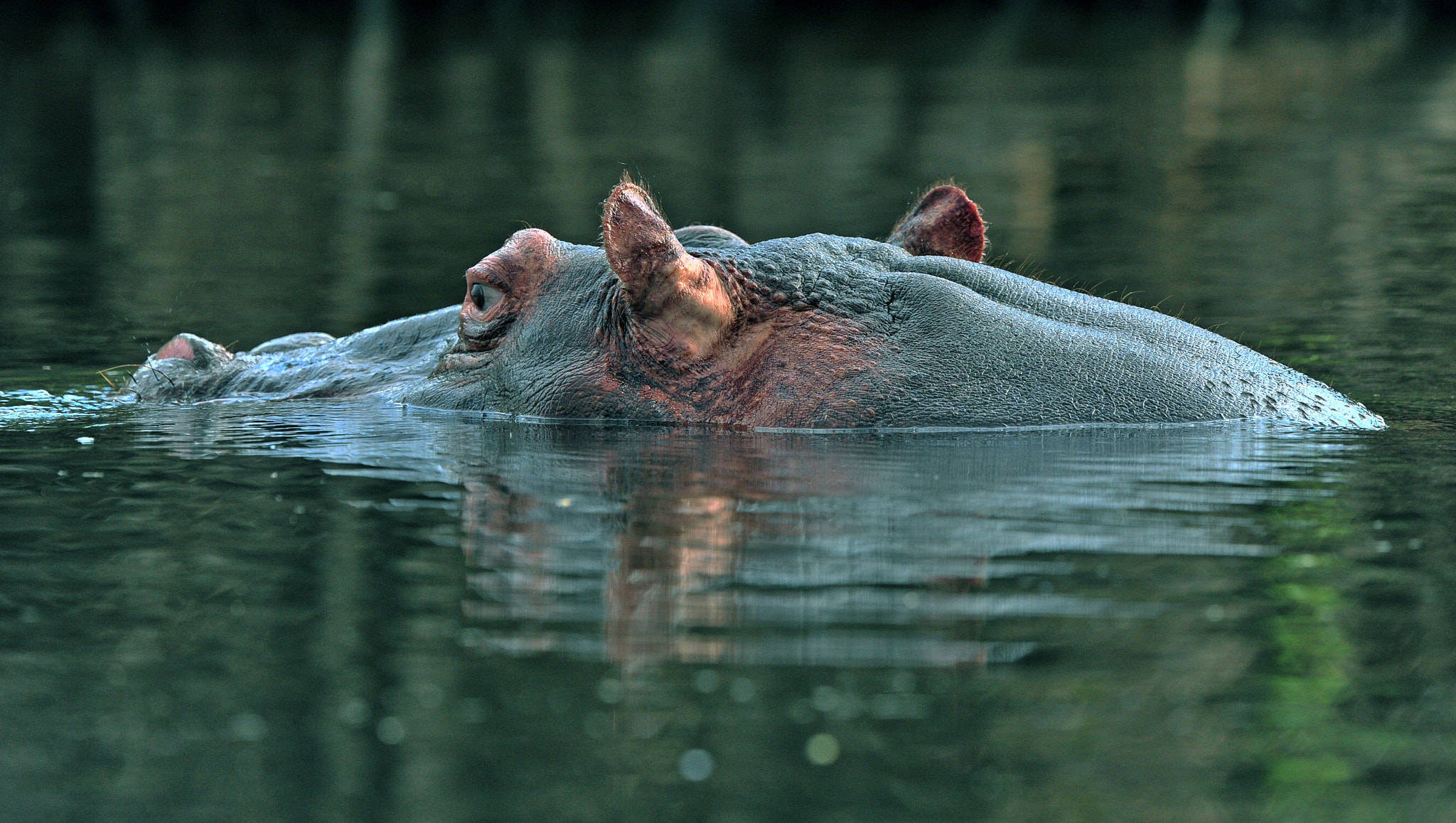 Nikon D3S + Nikon AF-S Nikkor 600mm F4G ED VR sample photo. Hippo bull photography