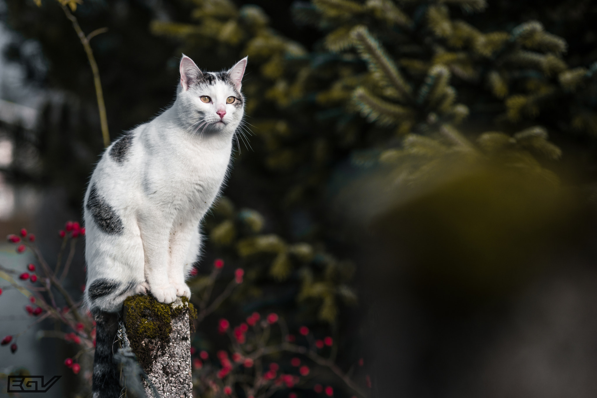 Samsung NX 85mm F1.4 ED SSA sample photo. Cat on a pole - (c) eliasgrossvideo photography