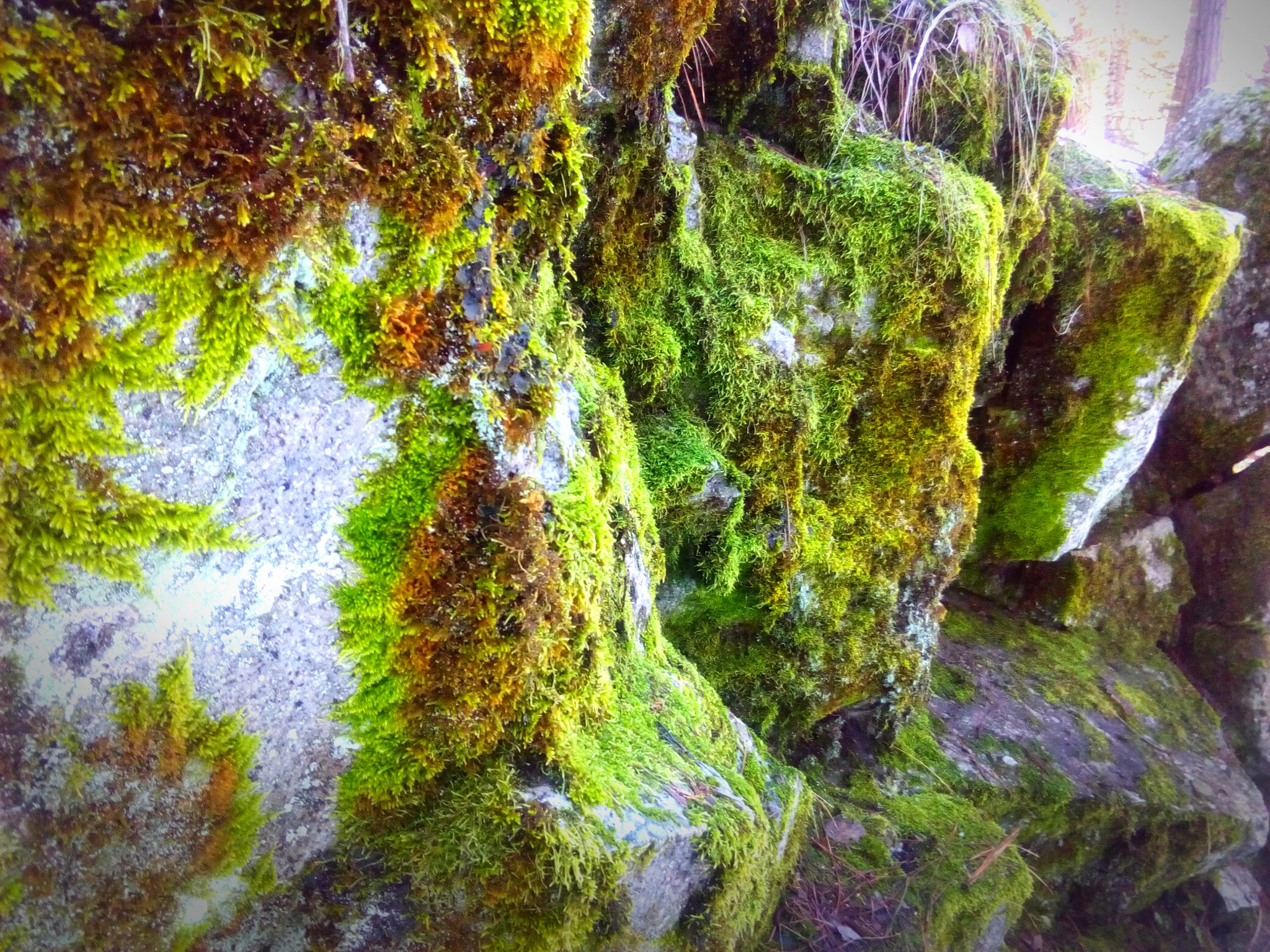 ZTE BLADE A452 sample photo. Moss on granite rocks photography