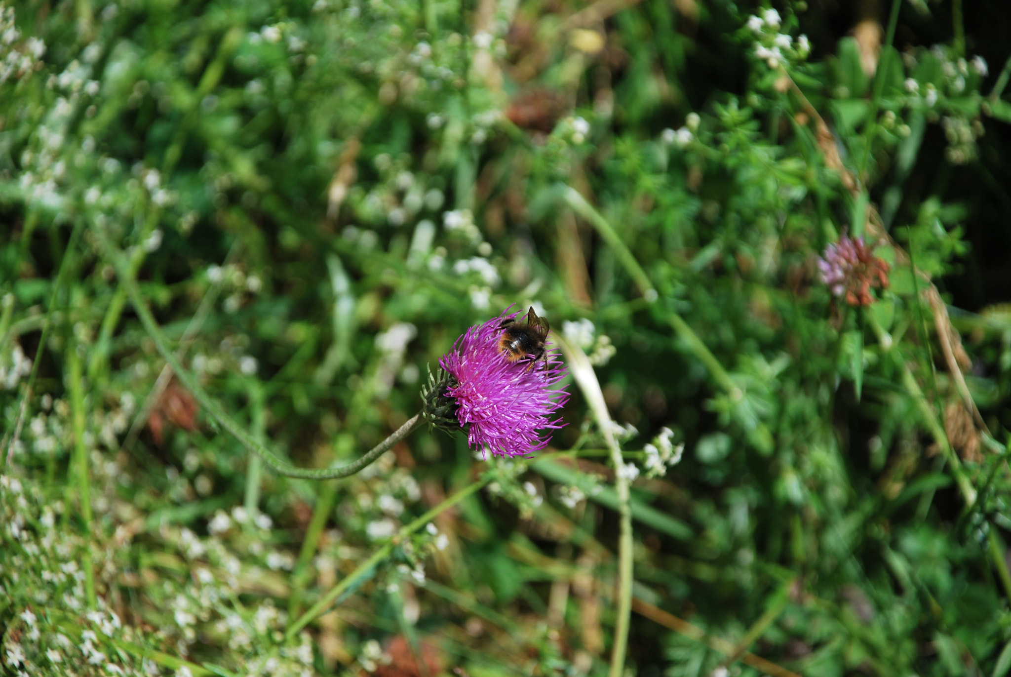 Nikon D60 sample photo. Butterfly and bombo photography