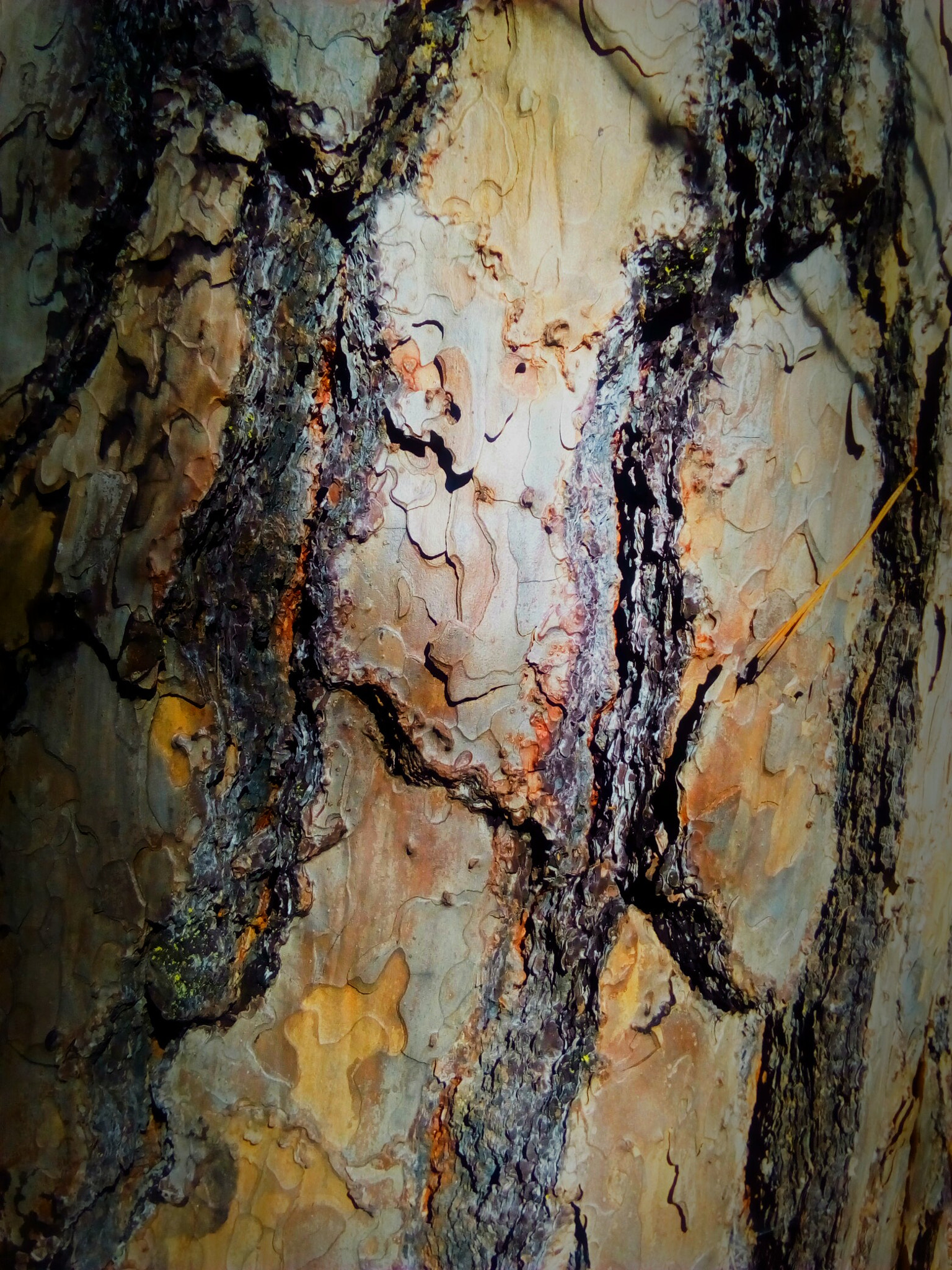 ZTE BLADE A452 sample photo. Pinebark photography
